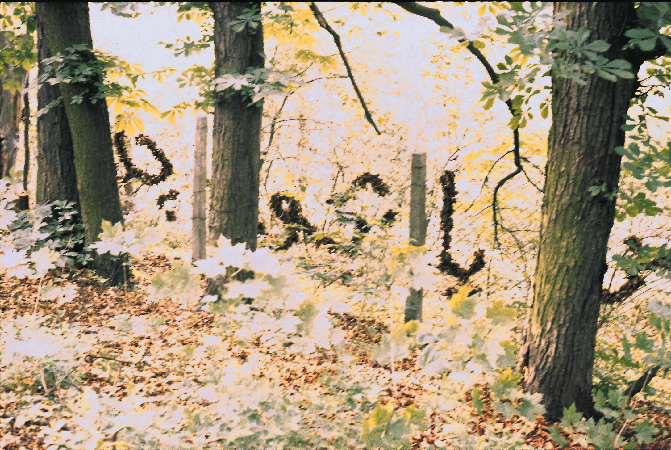 13 'Language in Site' 1996.jpg