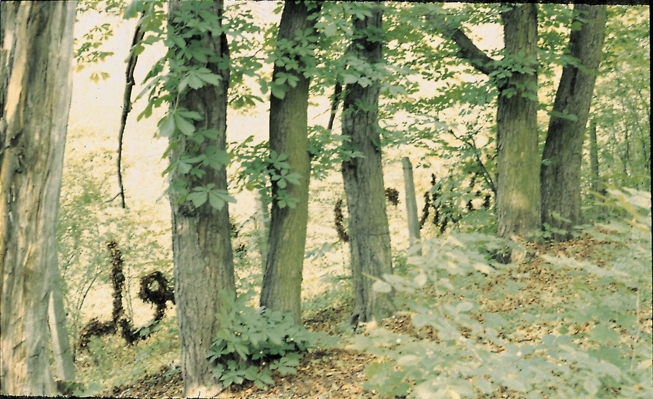 12 'Language in Site' 1996.jpg