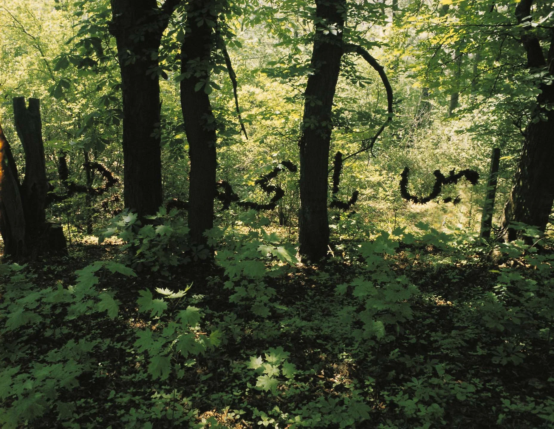 10 'Language in Site' 1996,.jpg