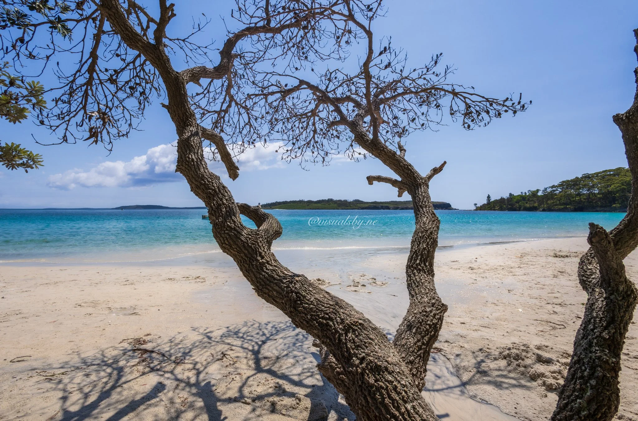 Twisted trees at Jervis Bay