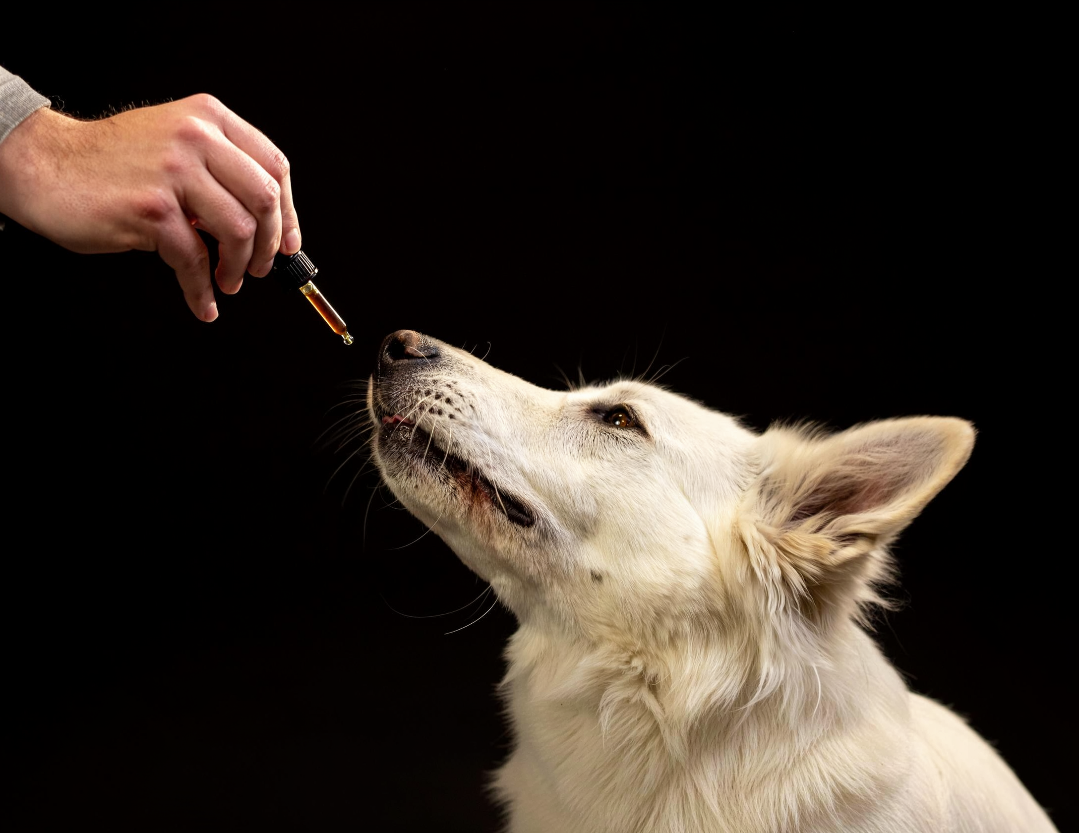 Tierpflege-Öle und funktionale Ergänzungsöle für Hunde und Katzen sicher dosieren