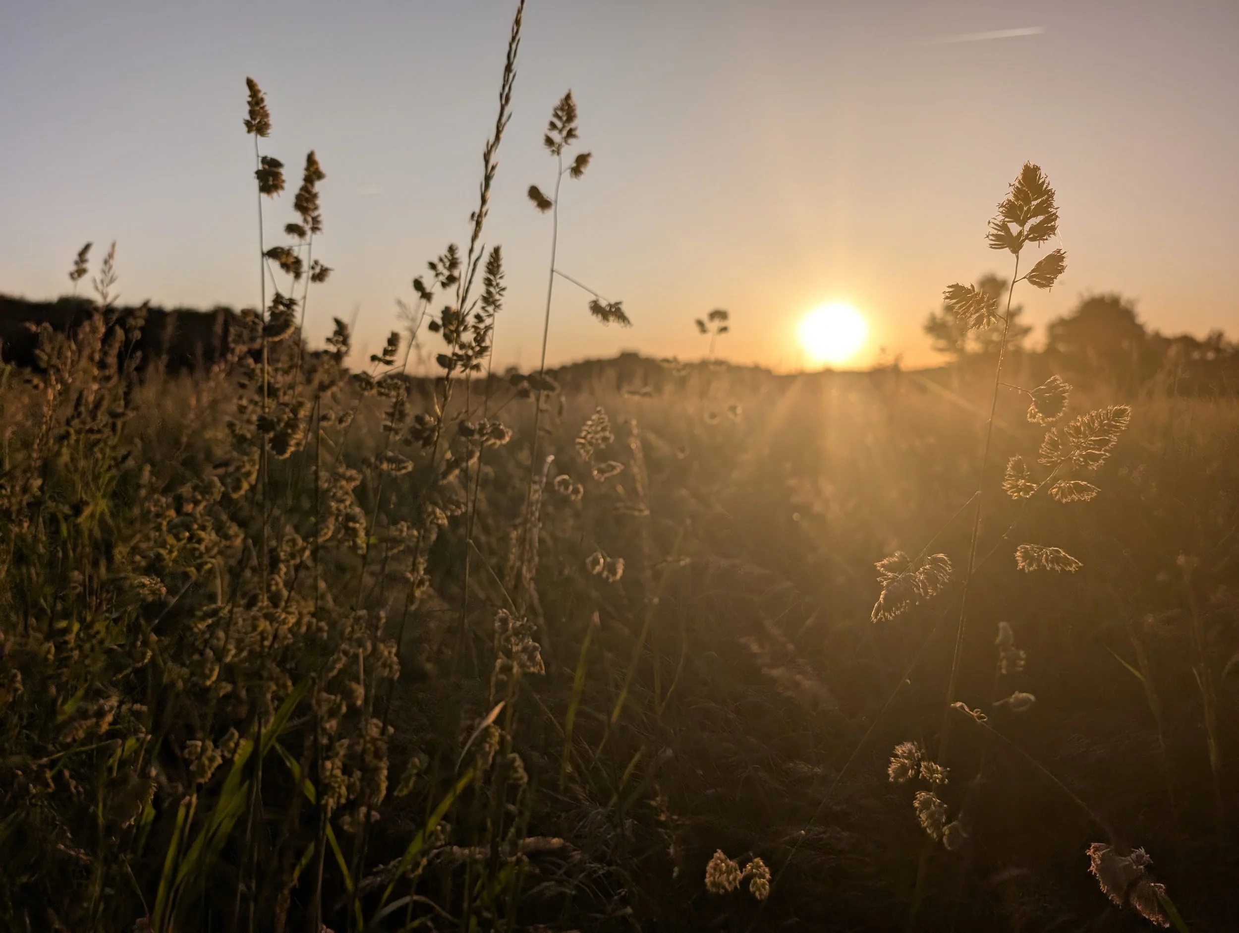Sunset over a field with tall grasses and flowers, warm golden light