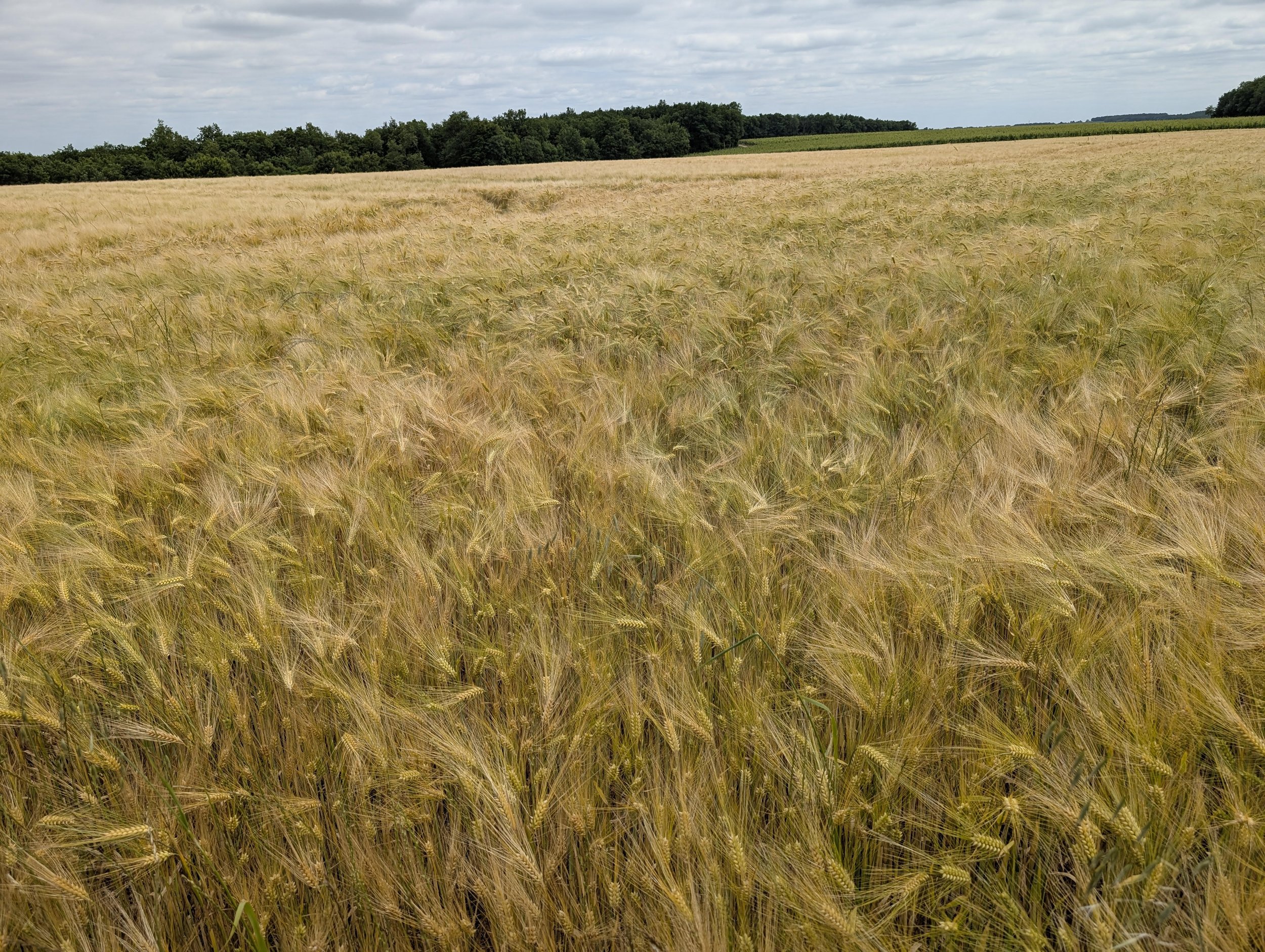 Golden wheat fields abundant in the area.