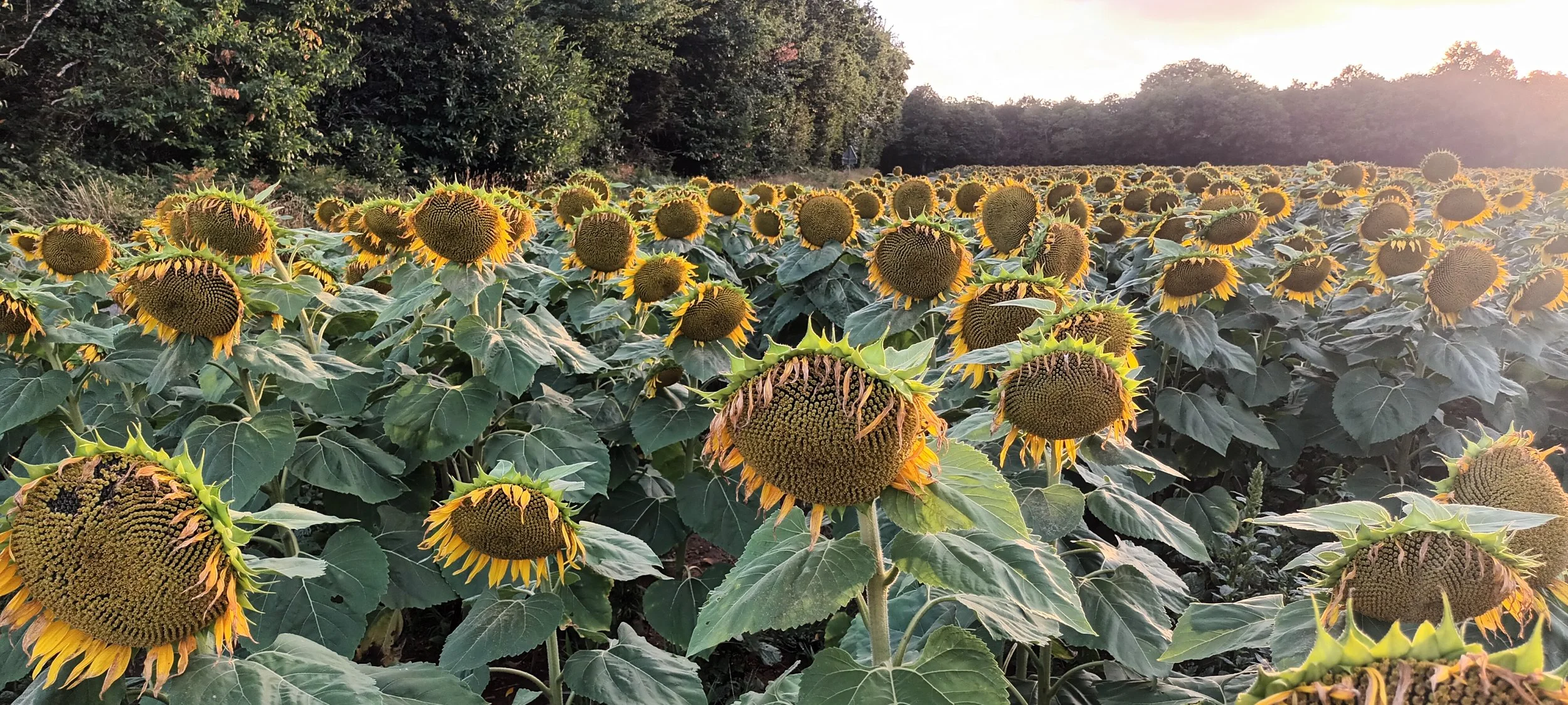 Beautiful scenic walks from Pougné