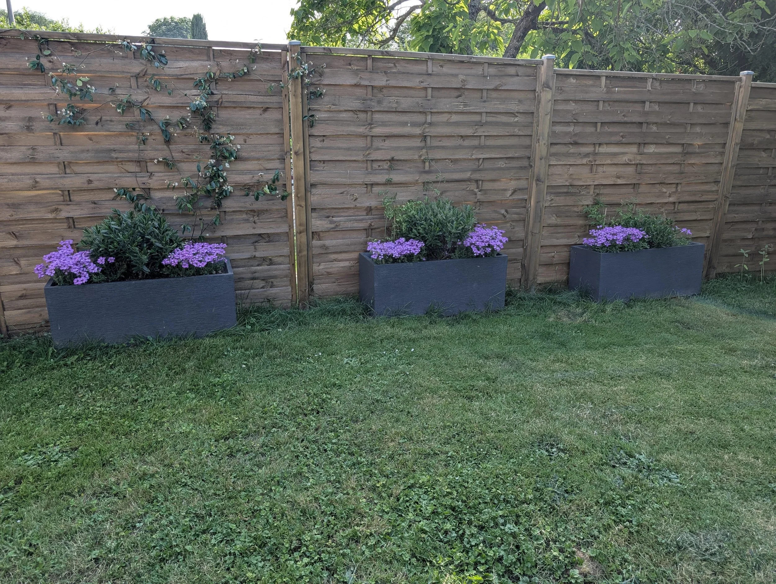 Three rectangular planters with purple flowers and green foliage are placed along a wooden fence on a grassy lawn, with a climbing plant on the left side of the fence and trees in the background.