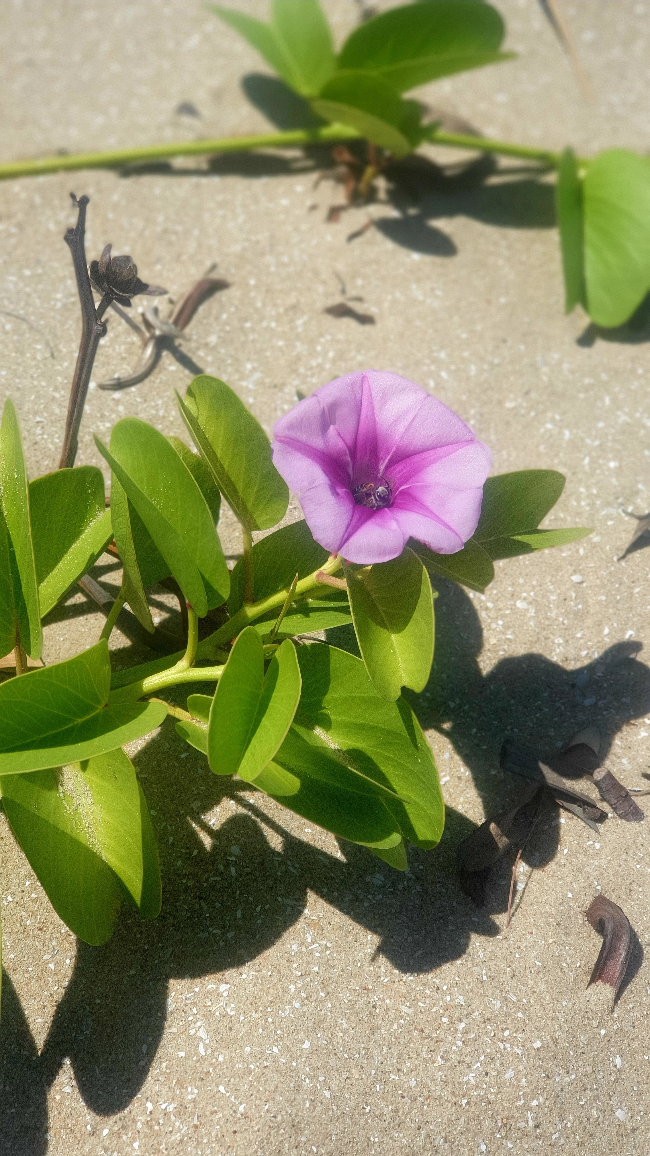 Luxury Nail Caravan By The Sea