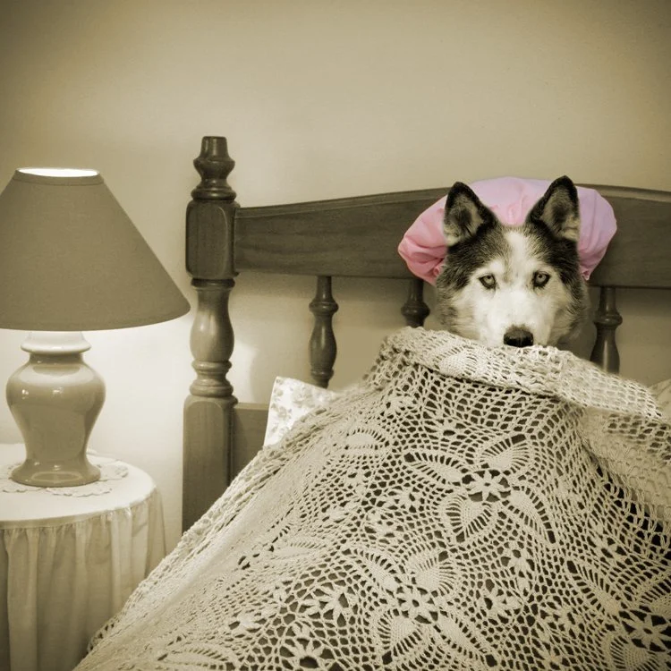 Big Bad Wolf Disguised as Granny, 2013