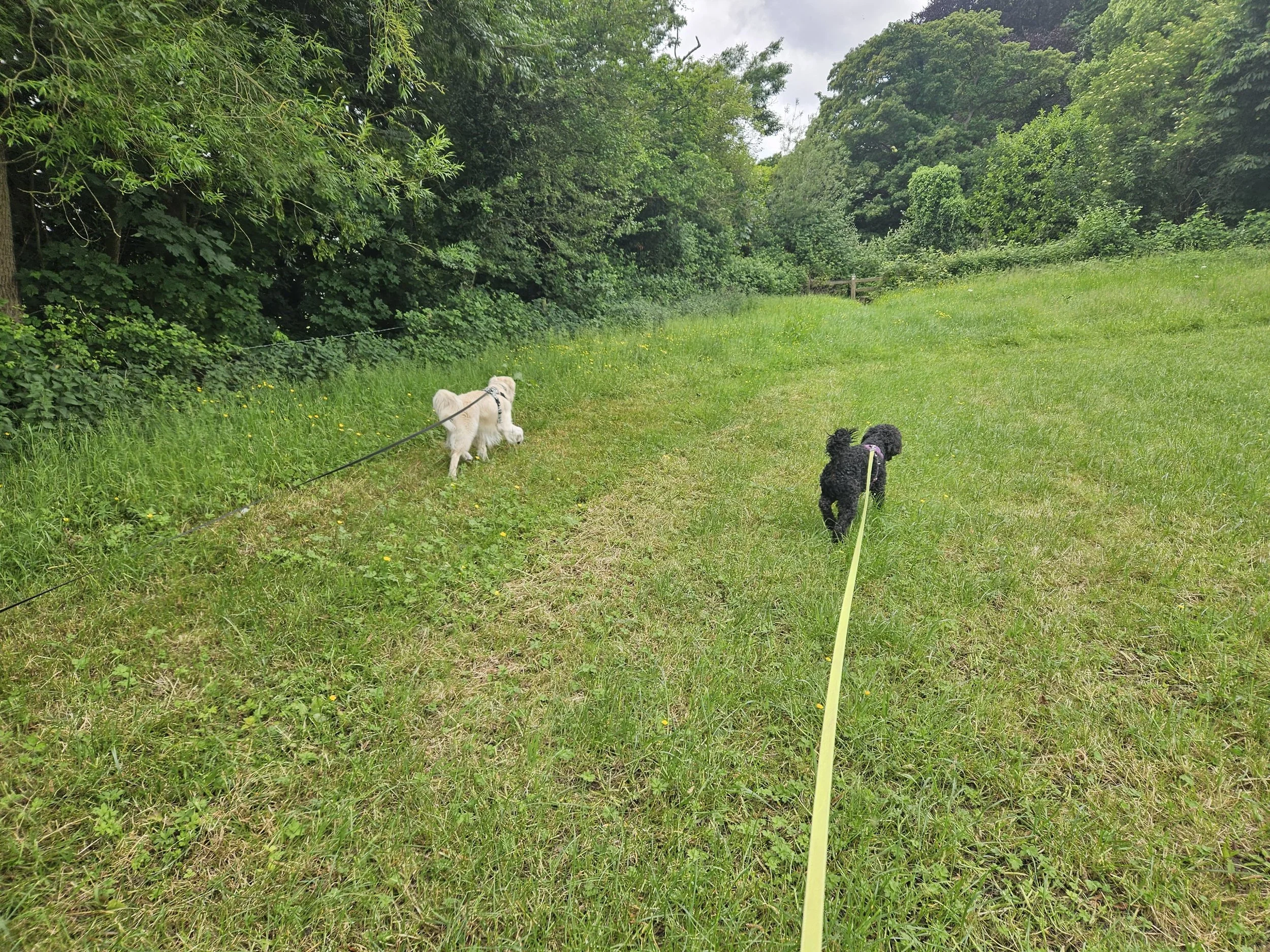 Keinton Mandeville on lead