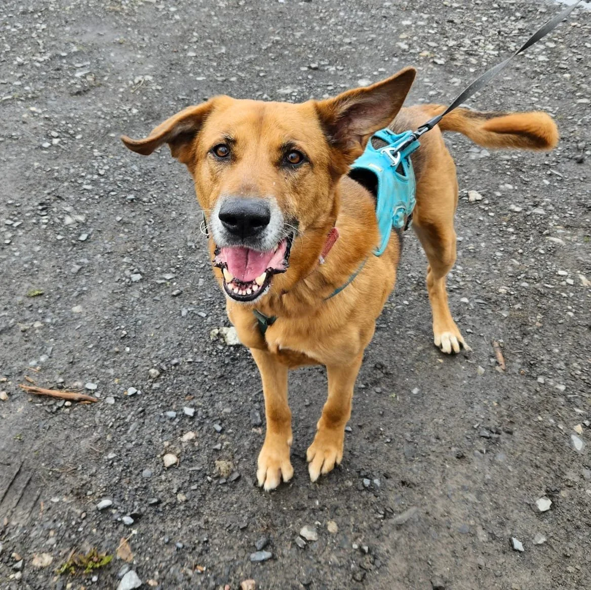 On lead group walk. Street