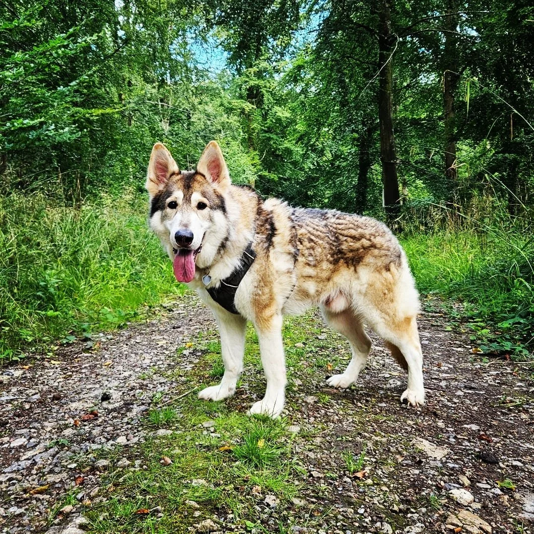 Group Walk New Forest