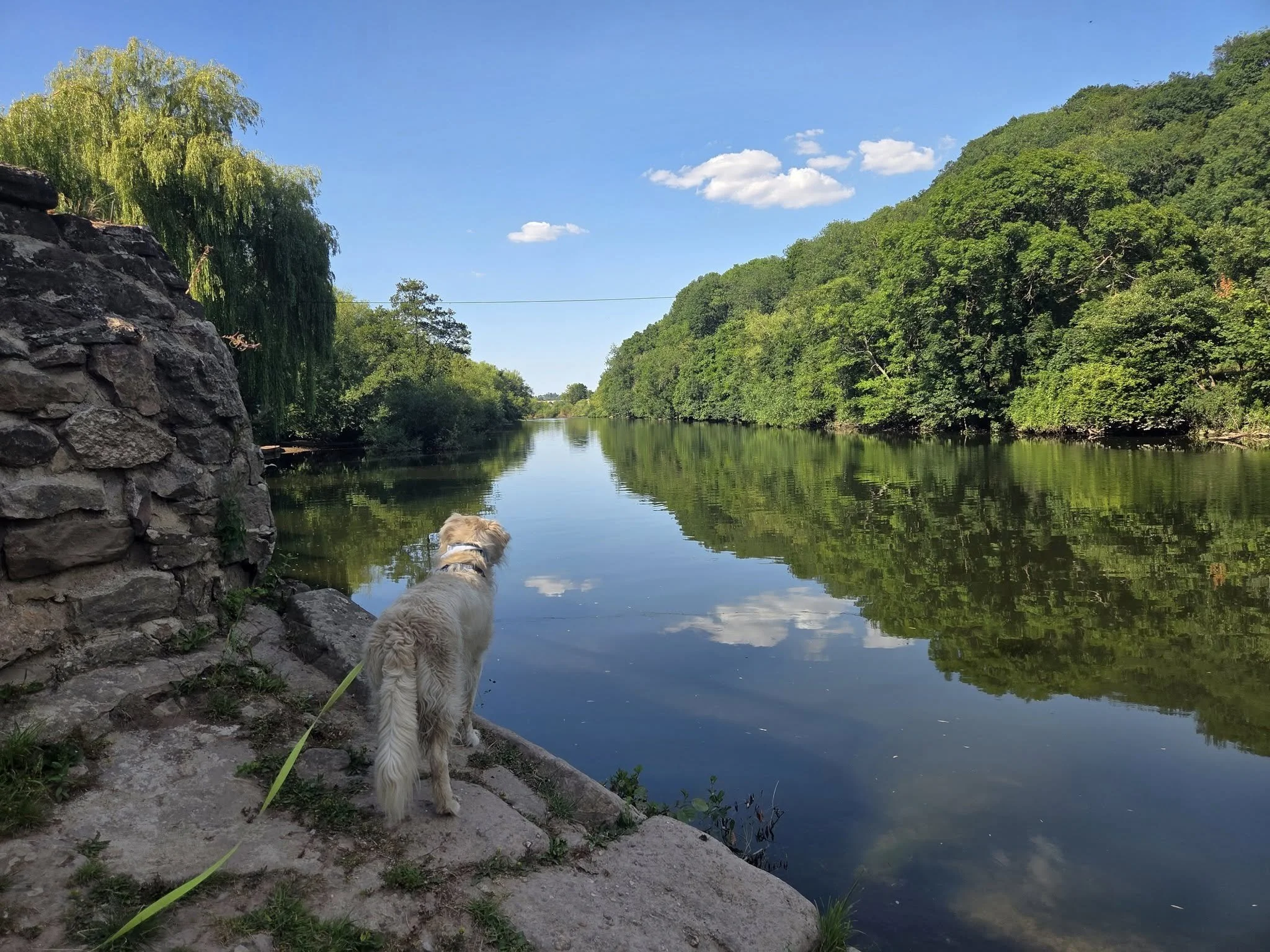 Group walk Forest of Dean