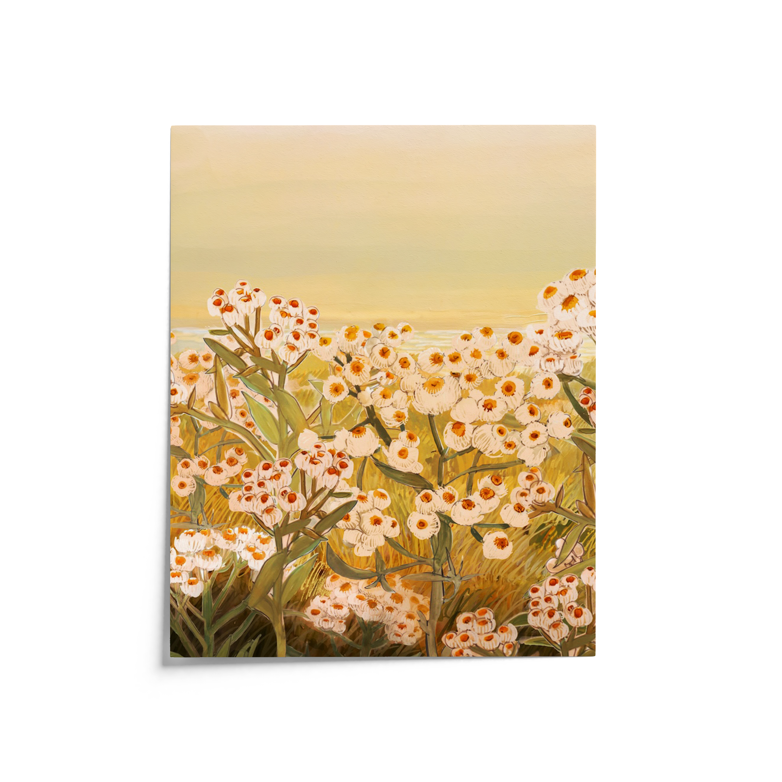"Pearly Everlasting" botanical art print featuring clusters of soft white and pink wildflowers with an orange yellow glowing sky archival-quality illustration by Briana Corr Scott (Copy)