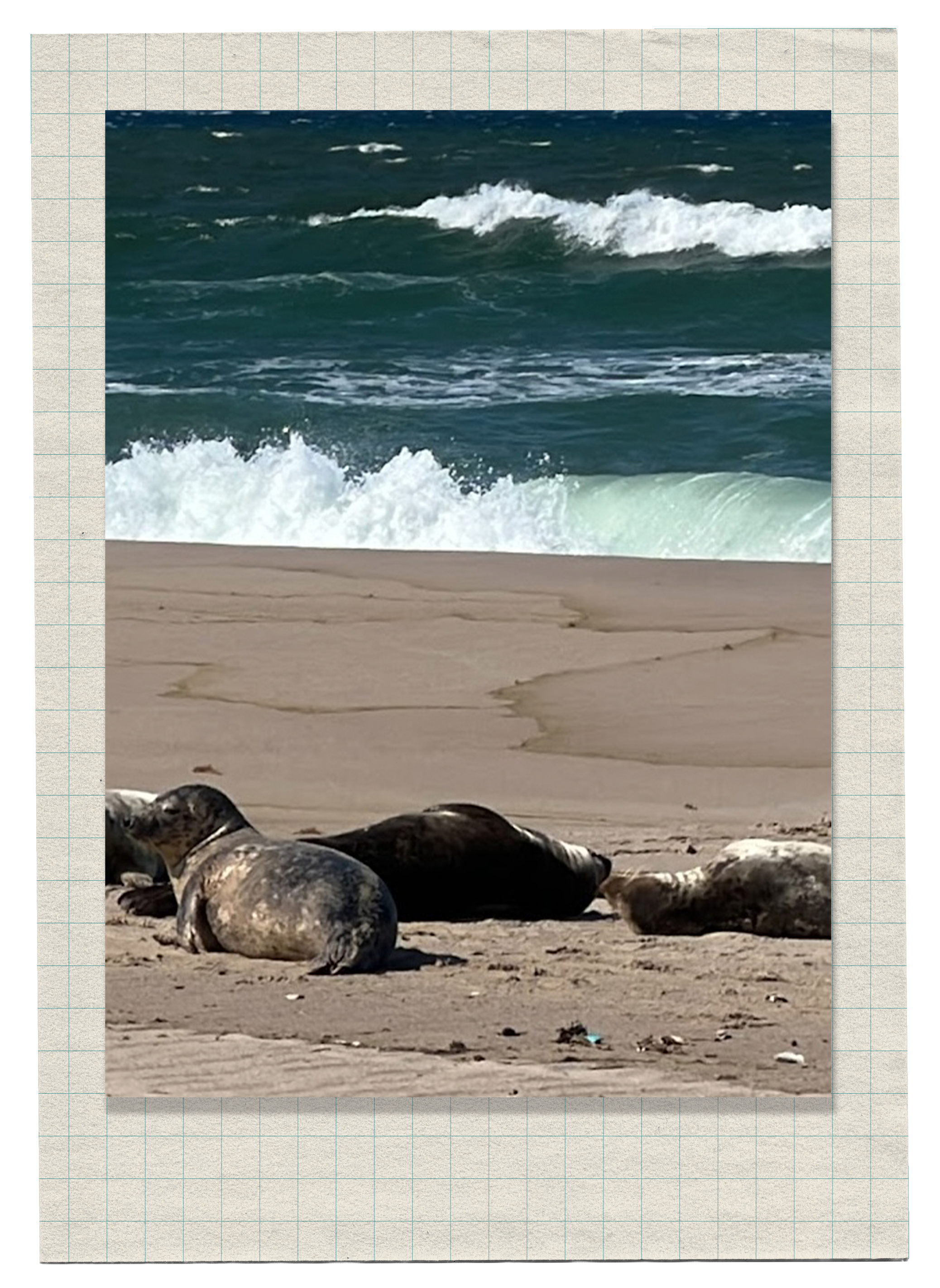Seals resting on the sandy beach with ocean waves in the background.