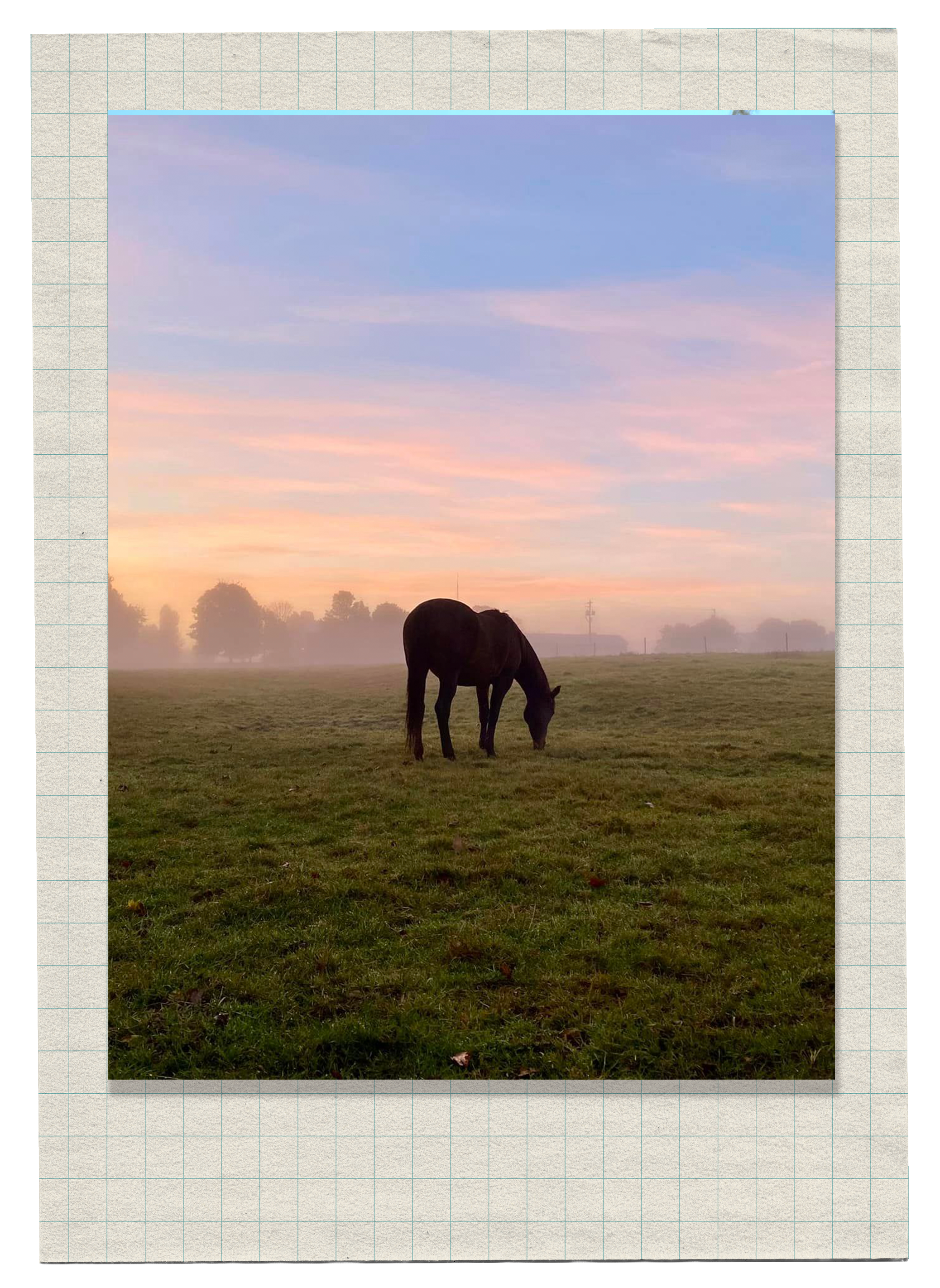 A black horse grazing on green grass in a field at sunrise with a pink and purple sky and some trees and power lines in the background.