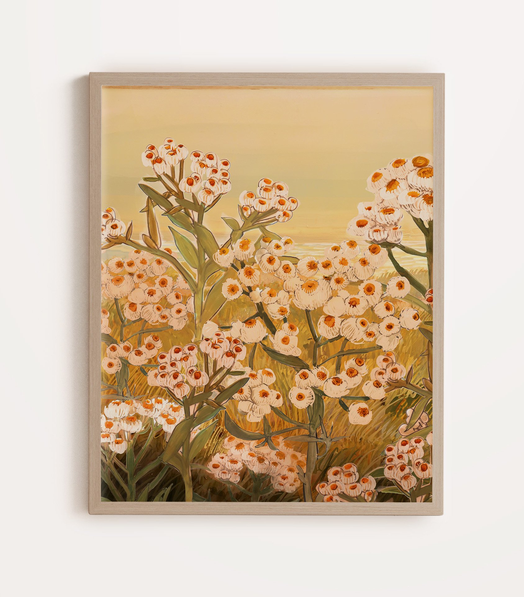 "Pearly Everlasting" botanical art print featuring clusters of soft white and pink wildflowers with an orange yellow glowing sky archival-quality illustration by Briana Corr Scott (Copy)