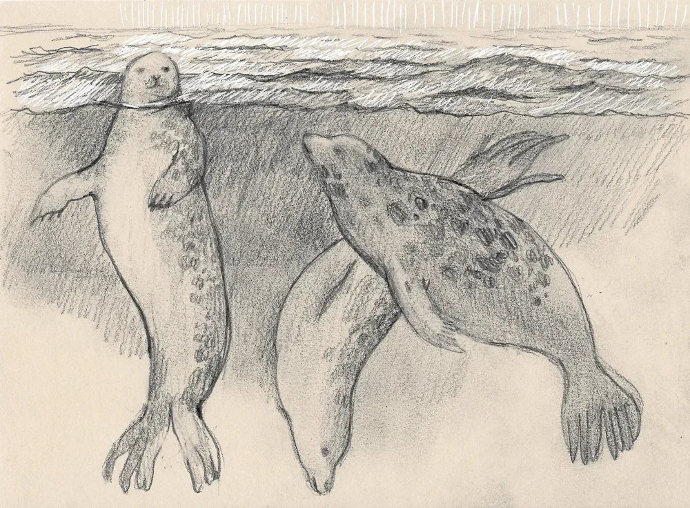 seals+sketch+3.jpg.webp