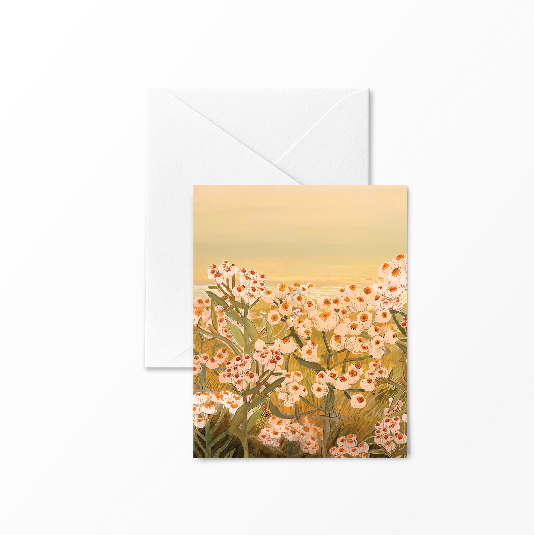 Greeting card illustration of pearly everlasting wildflowers glowing in golden light beside the ocean, with soft sunset tones – artwork by Briana Corr Scott