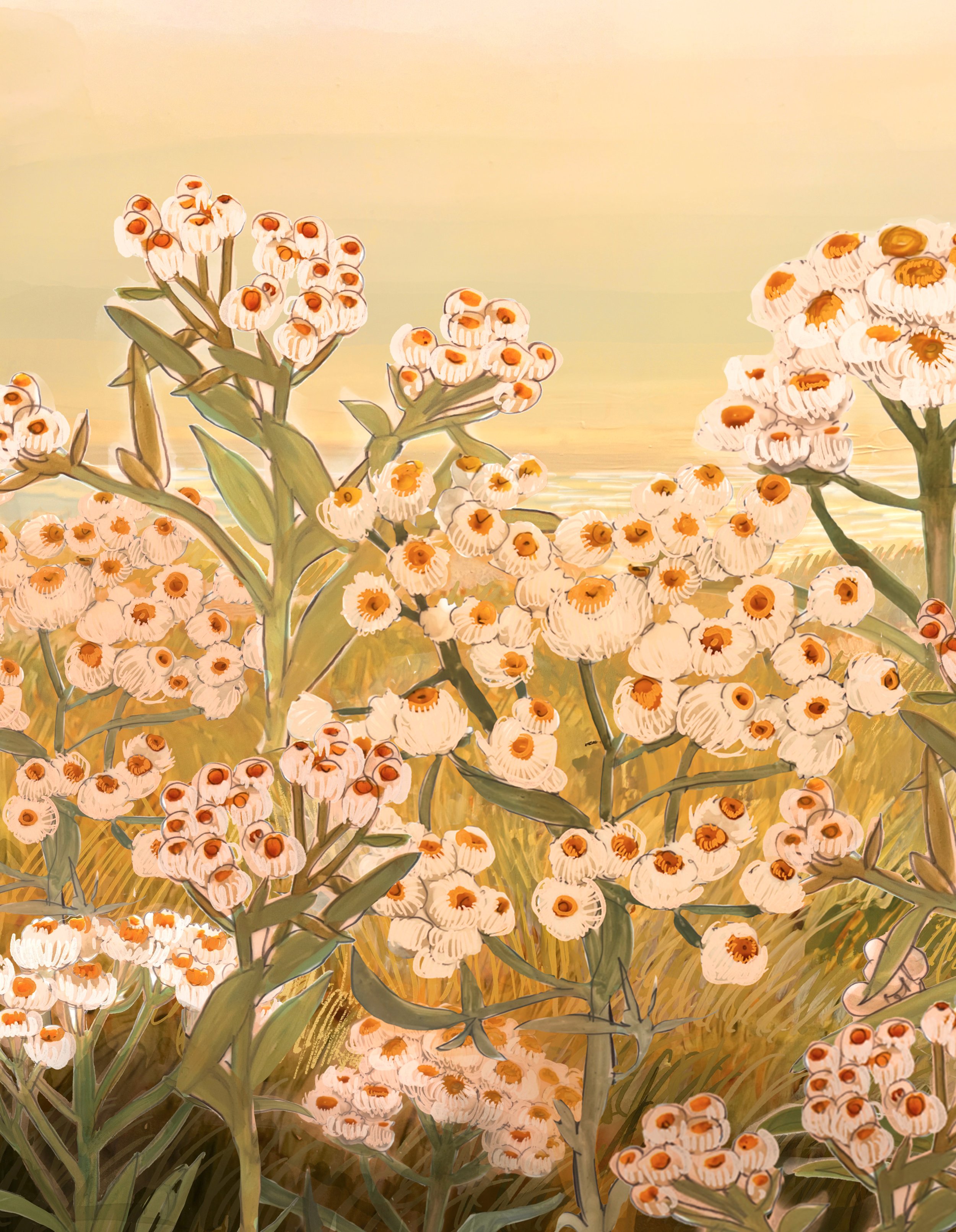 Pearly Everlasting