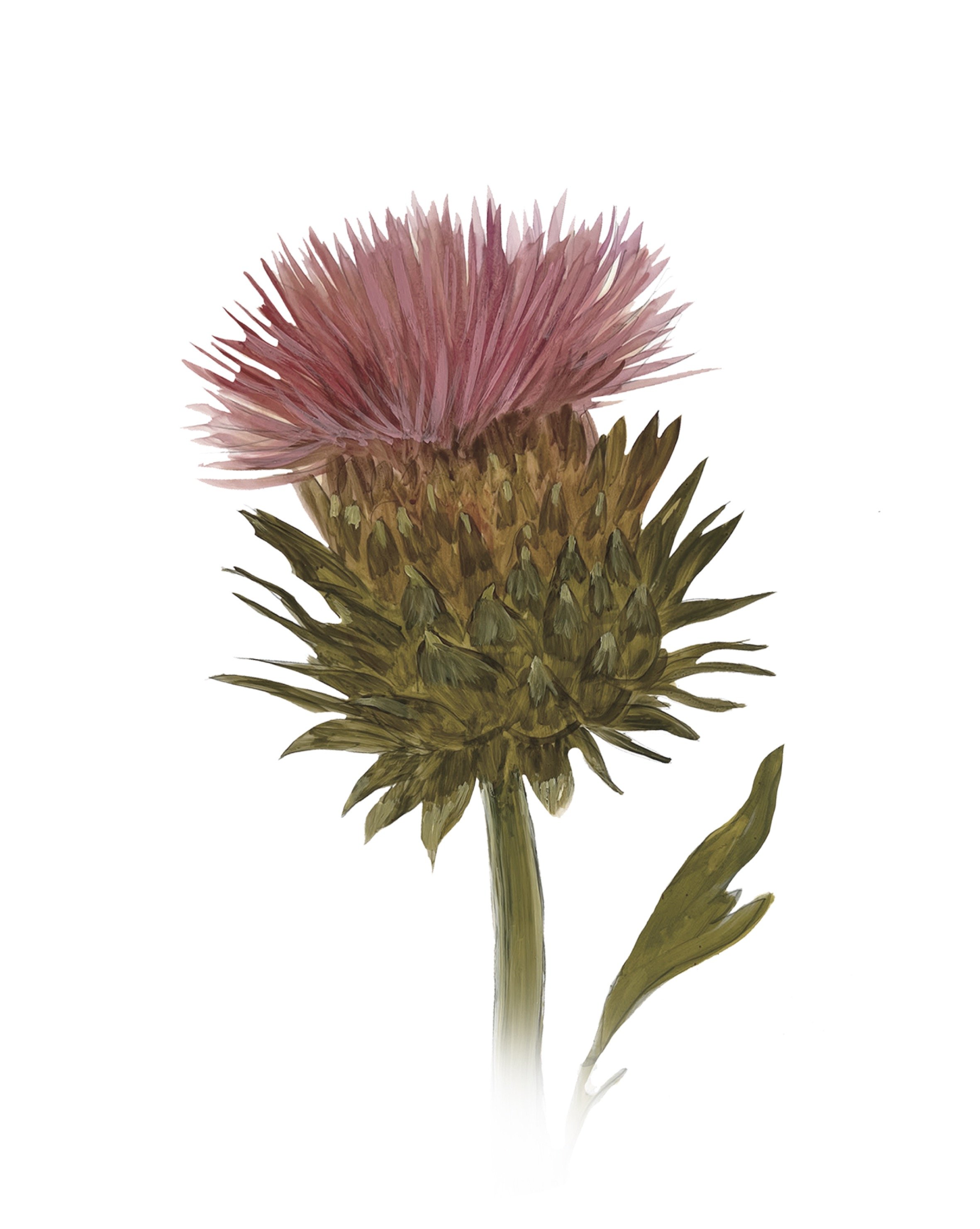 Artichoke Flowers
