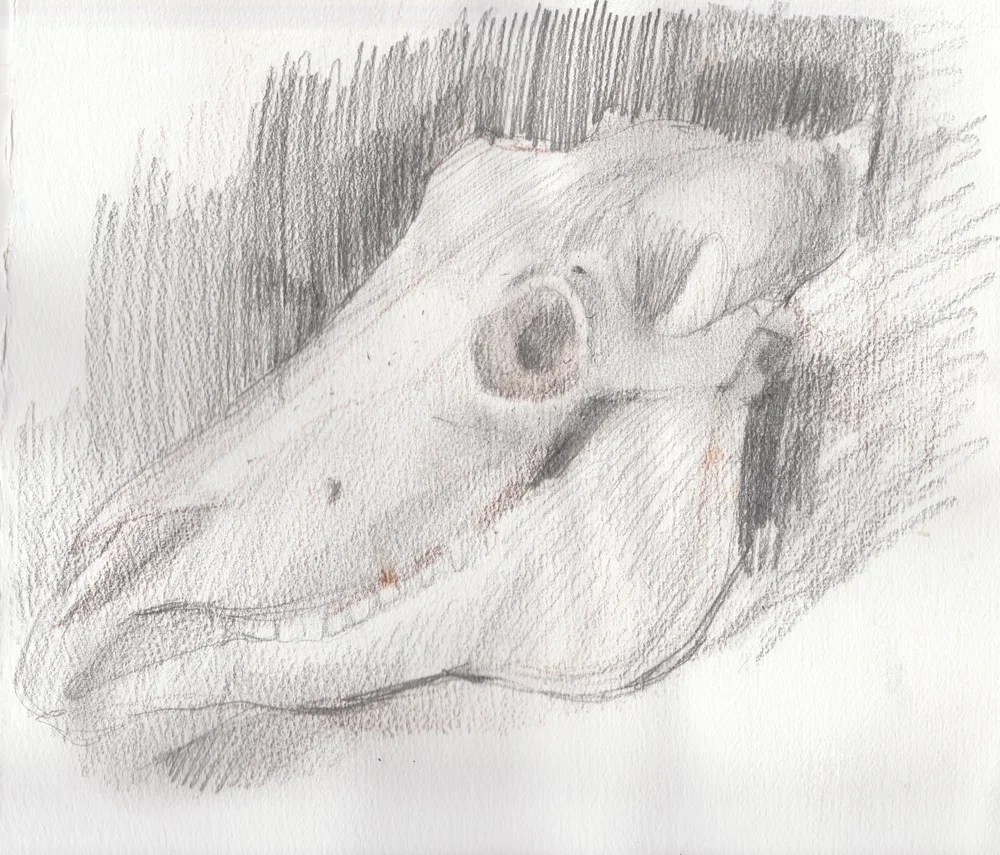 horse+skull+2.jpeg.webp