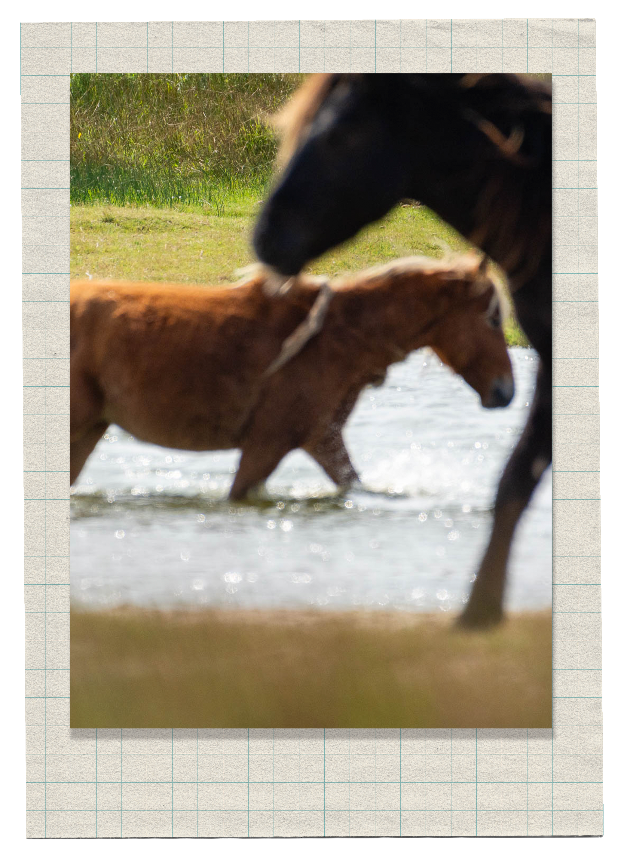 Two horses, one black and one brown, are walking in water near grassy land.