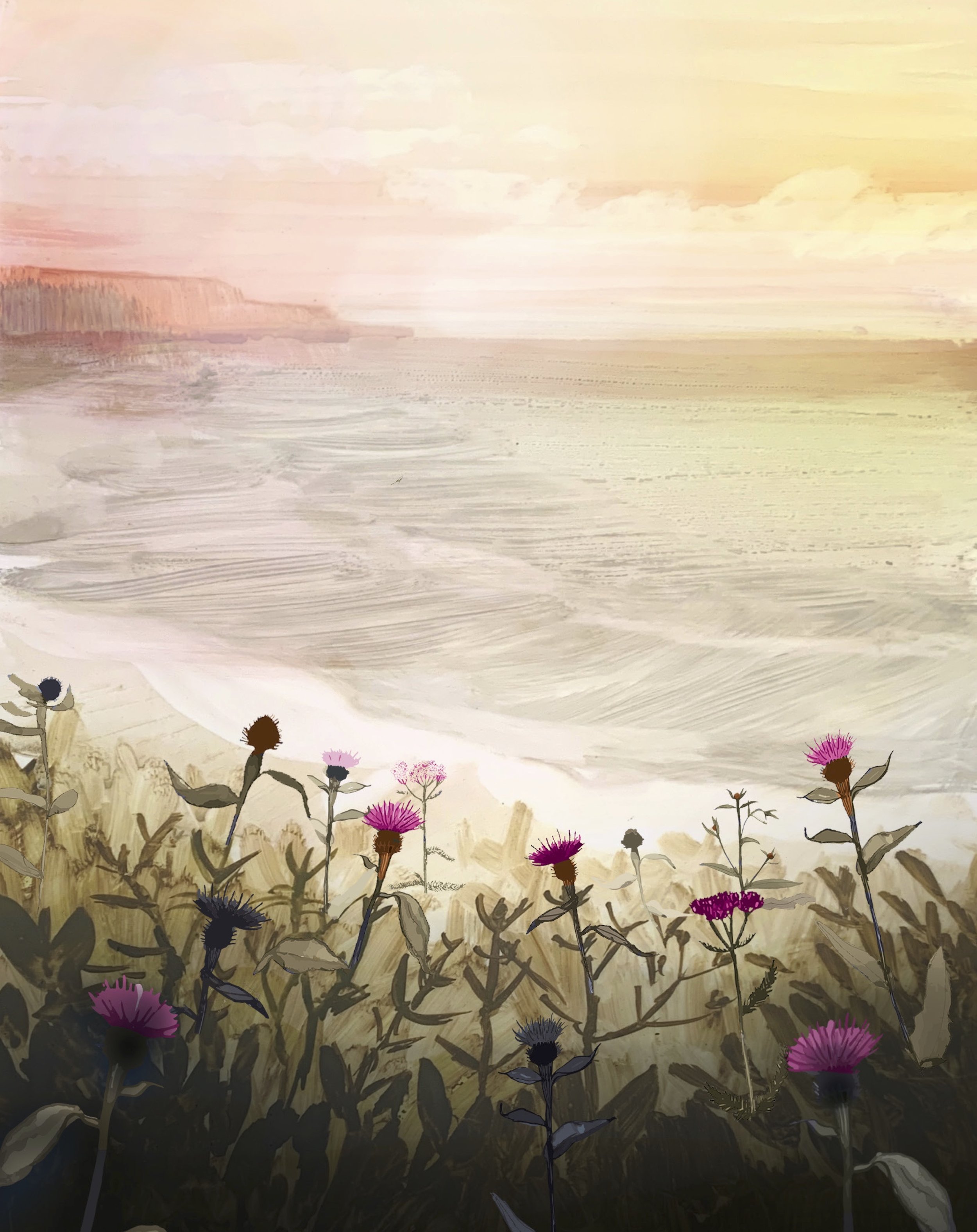 Field of Knapweed
