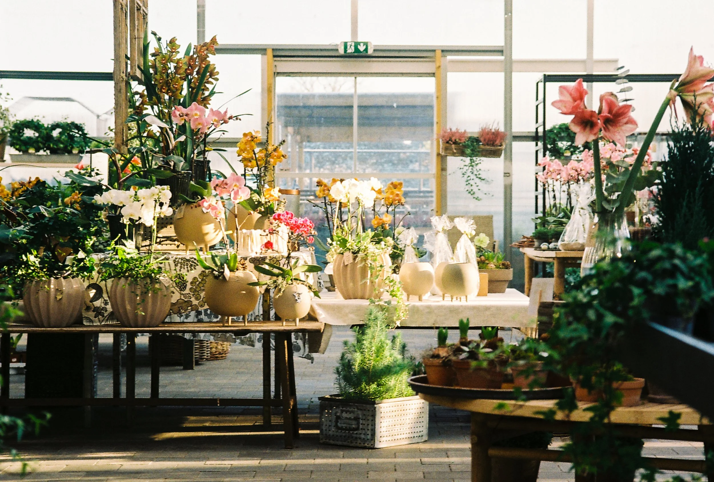Indoor flower shop with various potted orchids and flowering plants on tables and shelves, sunlight streaming through large windows.