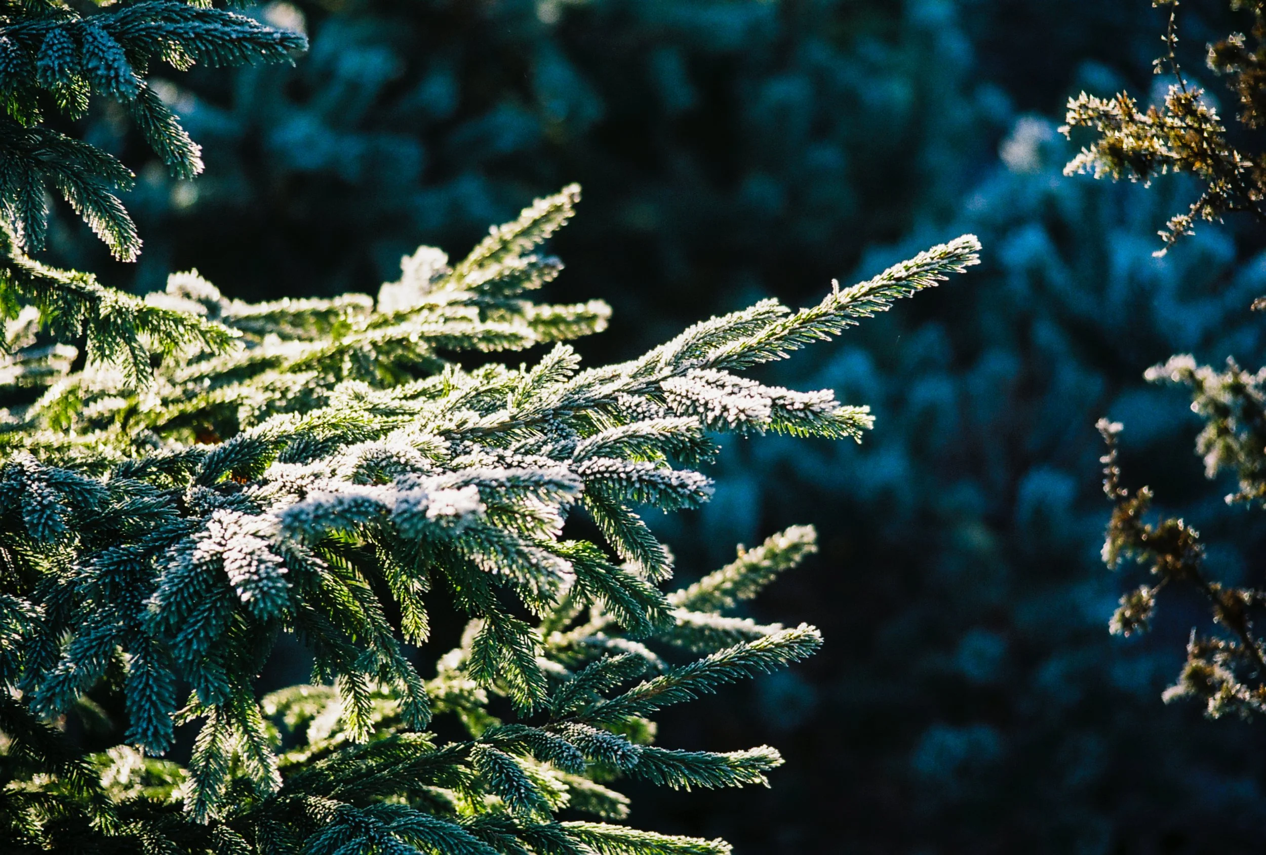 Close-up of snow-dusted evergreen tree branches.