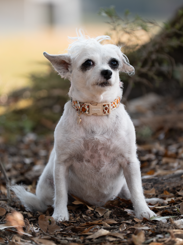 Small white dog with black markings on face, wearing a colorful collar, sitting outdoors on fallen leaves with blurred background.