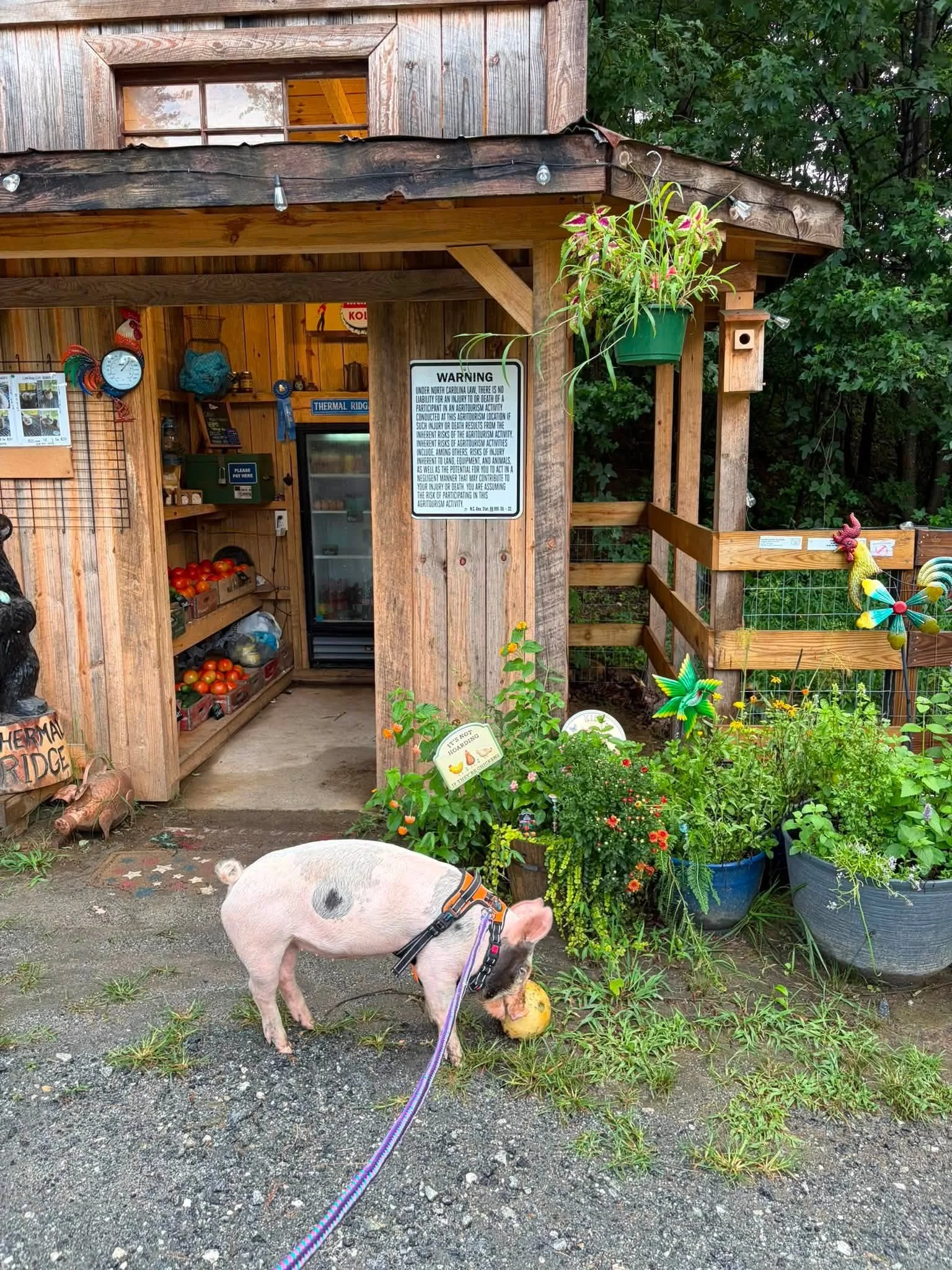 Thermal Ridge farm stand on Highway 108 in Mill Spring, NC" / "Fresh produce and honey display at Thermal Ridge