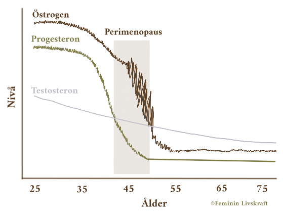 Graf som visar hormonnivåer av östrogen, progesteron och testosteron i relation till ålder, inklusive perimenopaus, med nedgång i nivåer efter 35 års ålder.