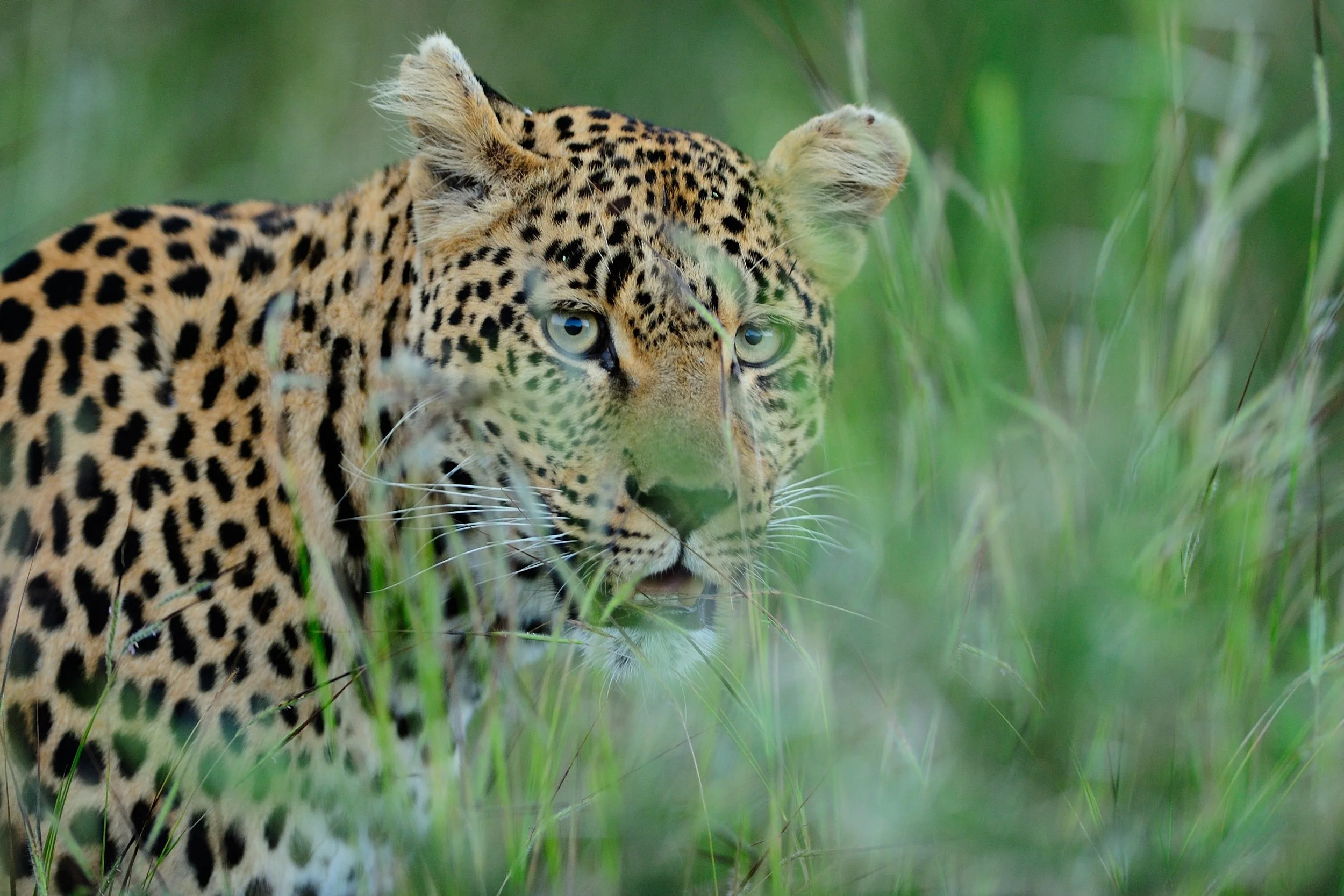 magnificent-african-leopard-hiding-tall-green-grass.jpg