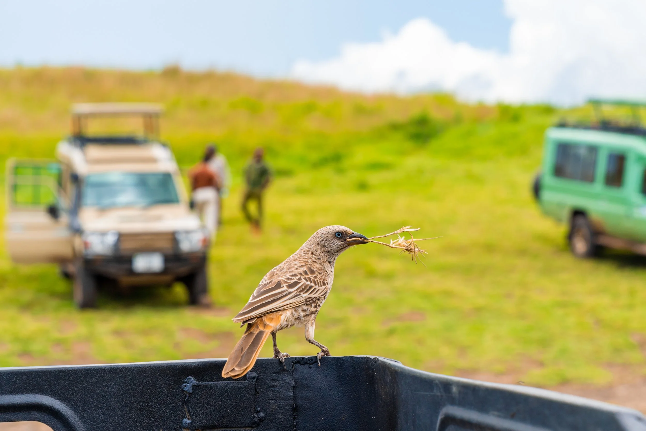 closeup-shot-beautiful-bird-sitting-pick-up.jpg
