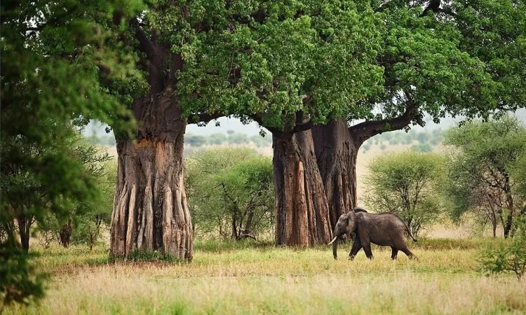 tarangire-national-park-1-750x450.jpg