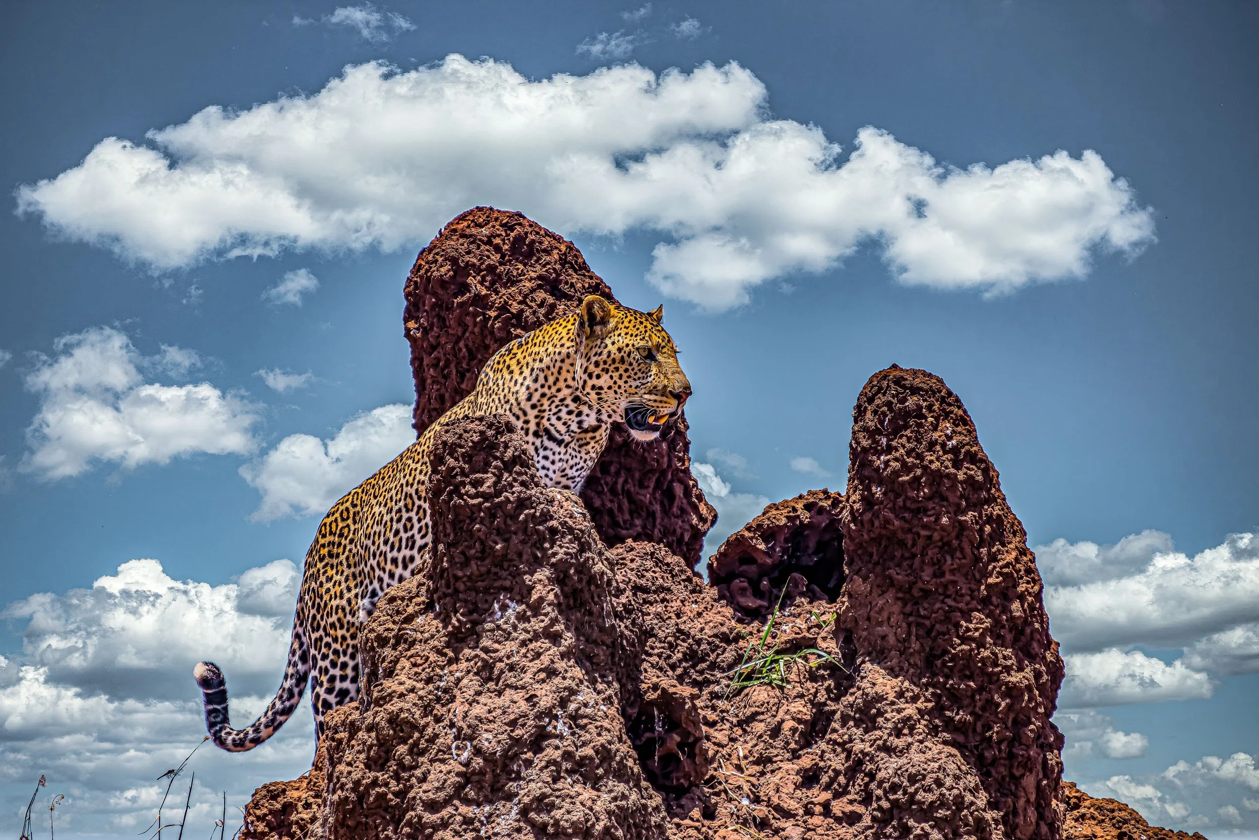 african-leopard-climbing-rocky-cliff-cloudy-sky (1).jpg