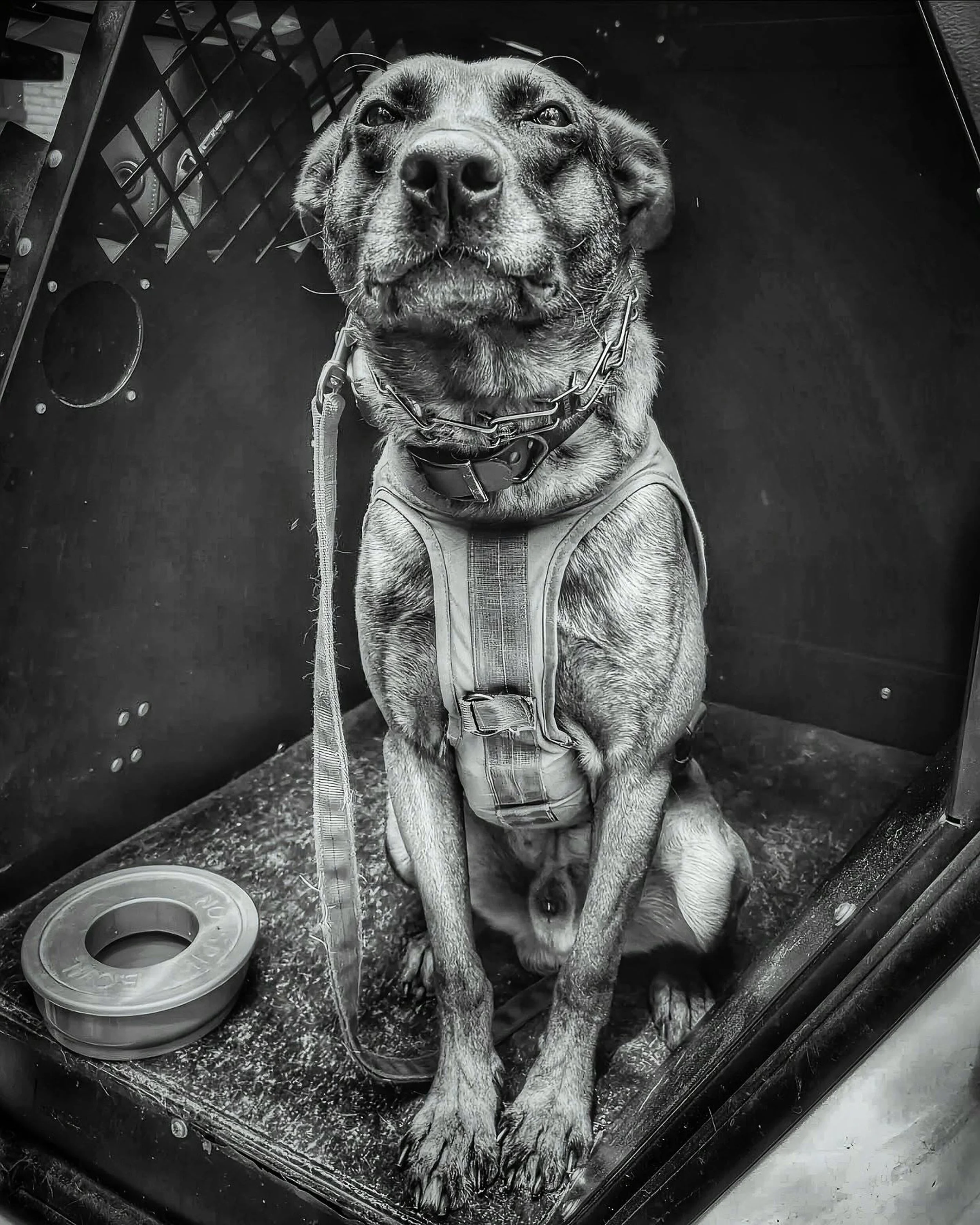 K9 Coba GWDC-01.jpg