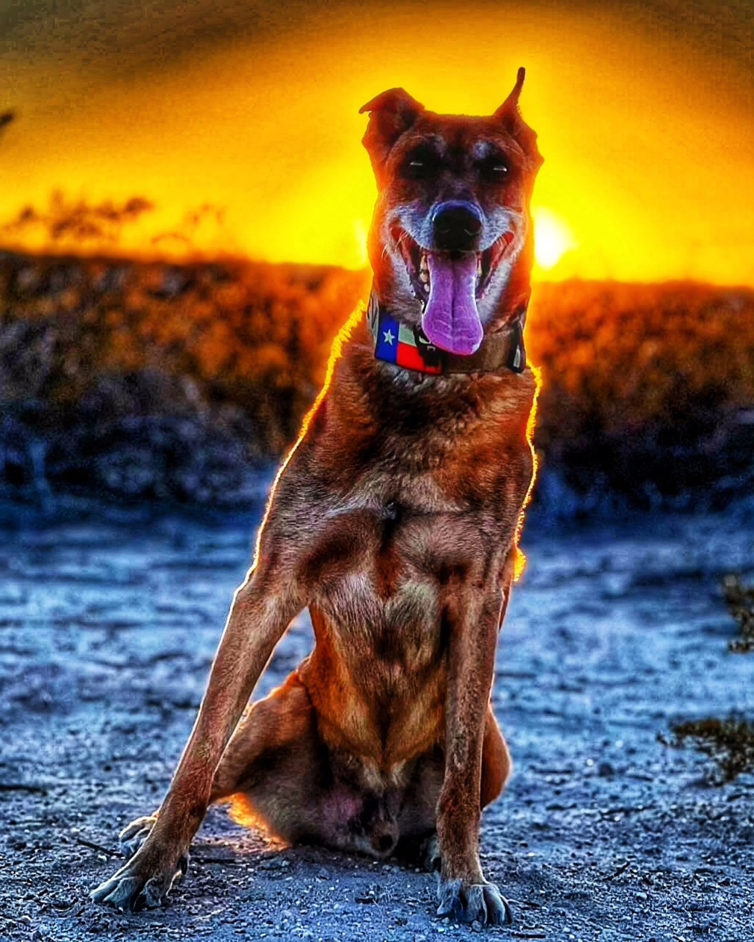Global Working Dog Consortium-054.jpg