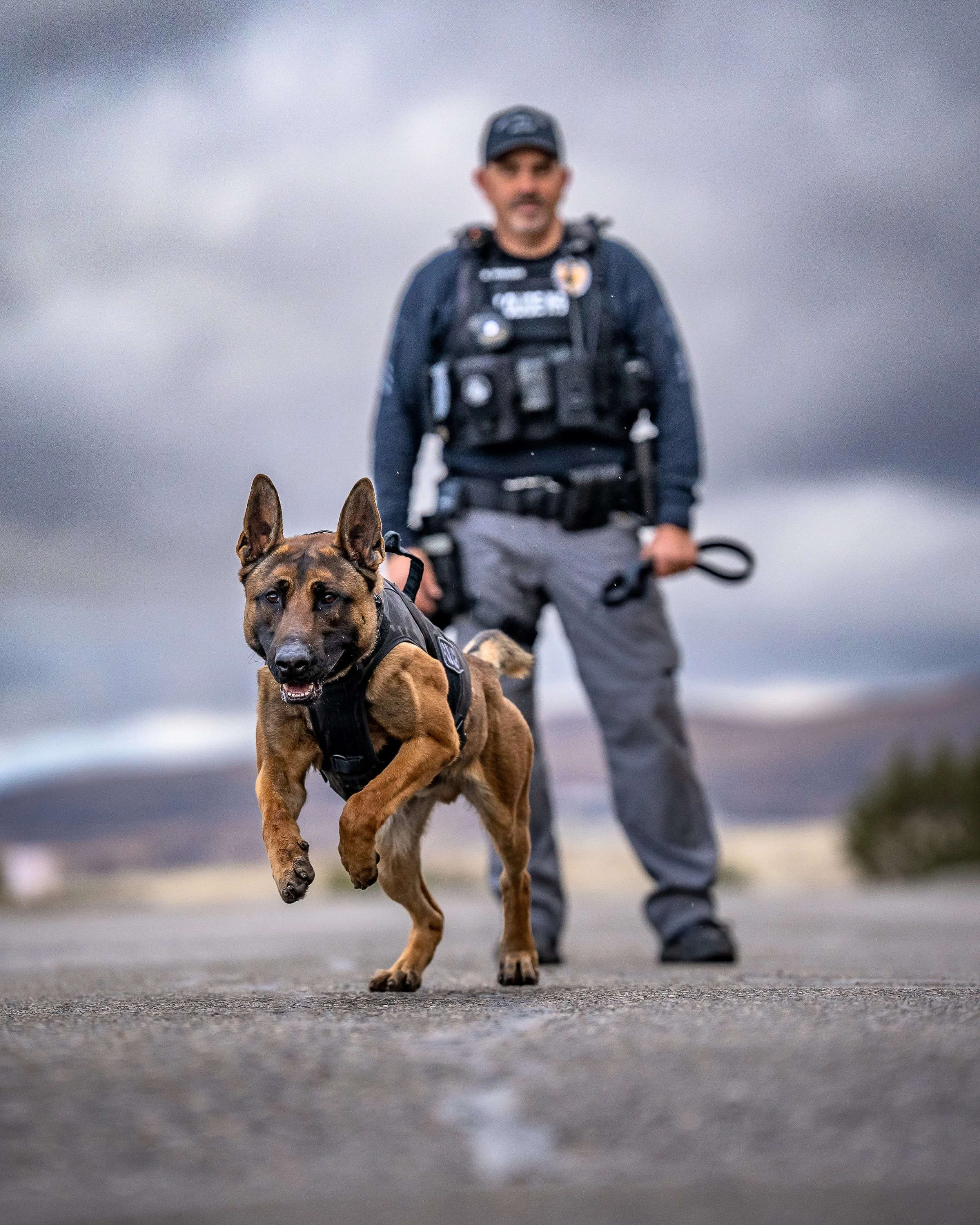 Global Working Dog Consortium-011.jpg