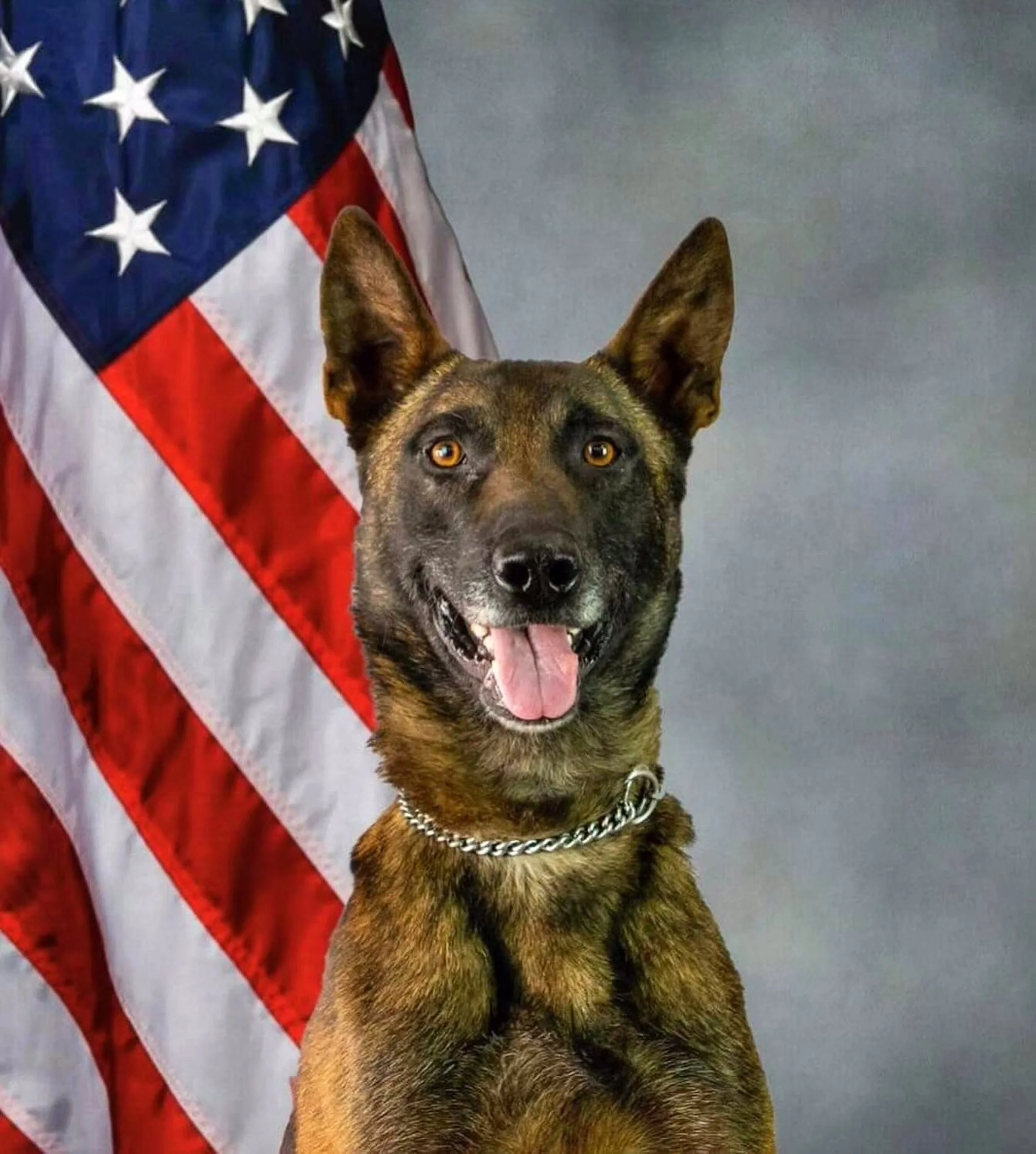 Global Working Dog Consortium-047.jpg