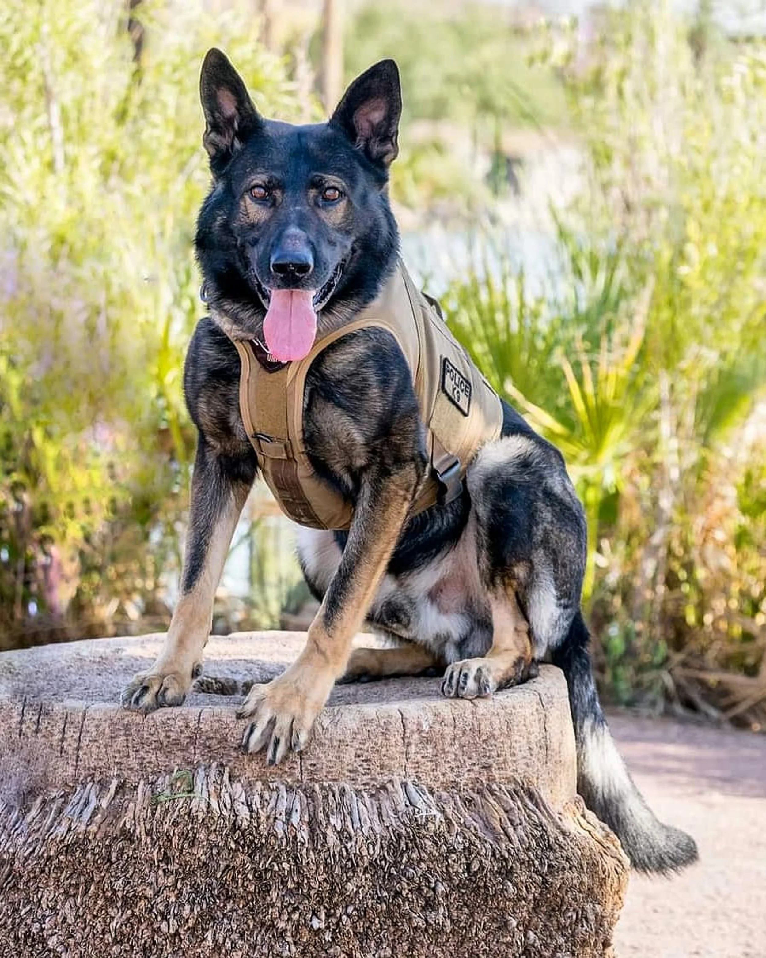 Global Working Dog Consortium-071.jpg