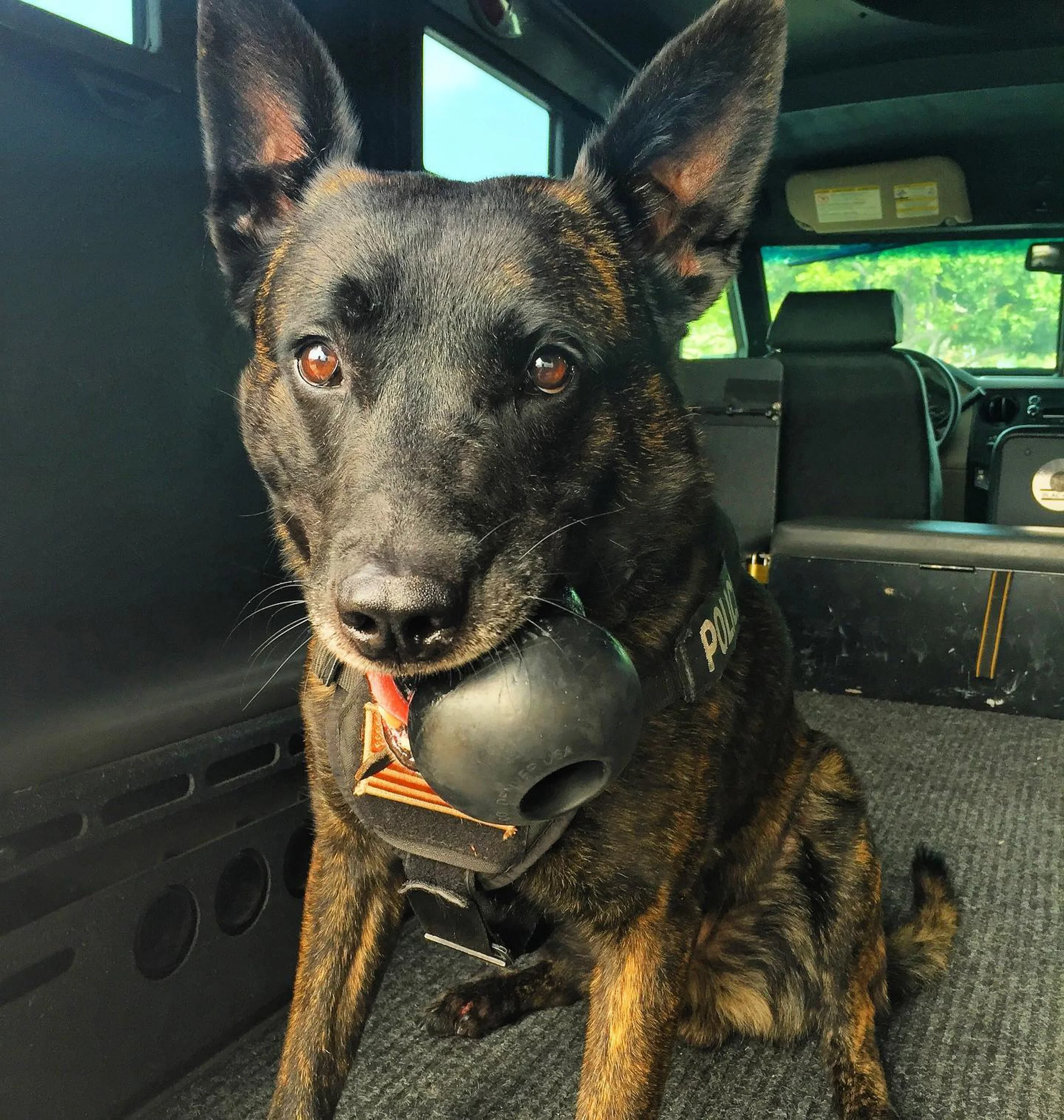 Global Working Dog Consortium-073.jpg