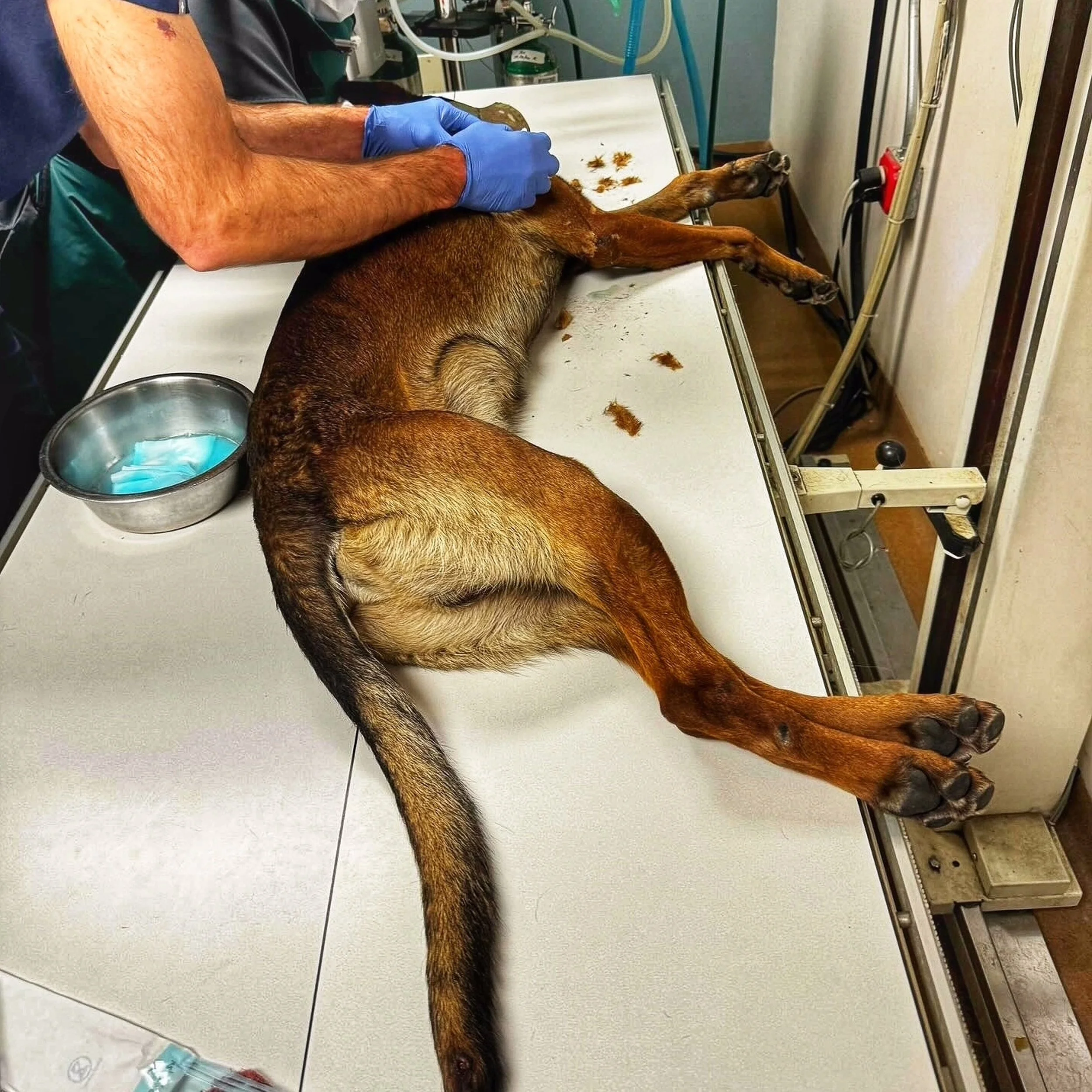 Global Working Dog Consortium-086.jpg