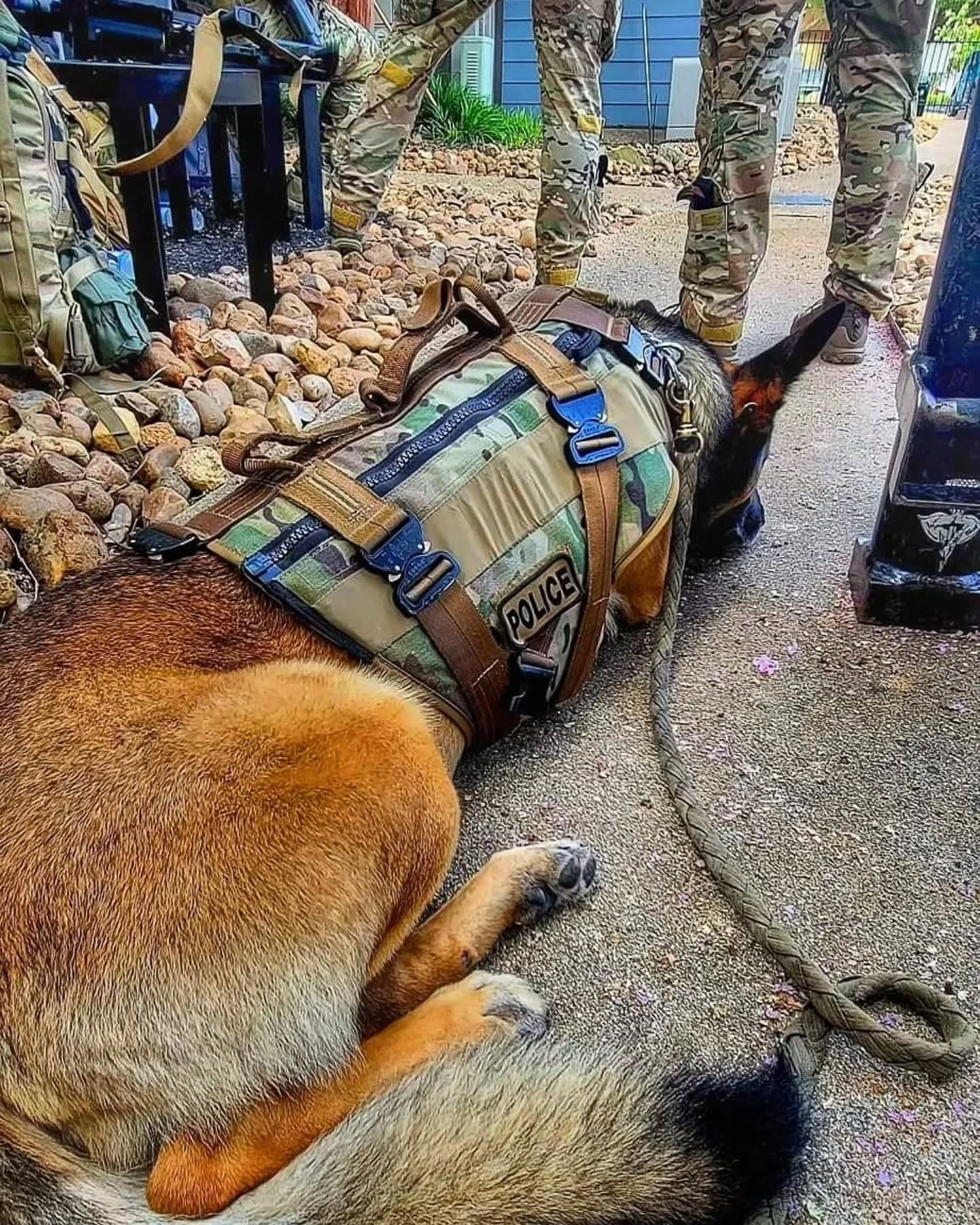 K9 Nate GWDC-13.jpg