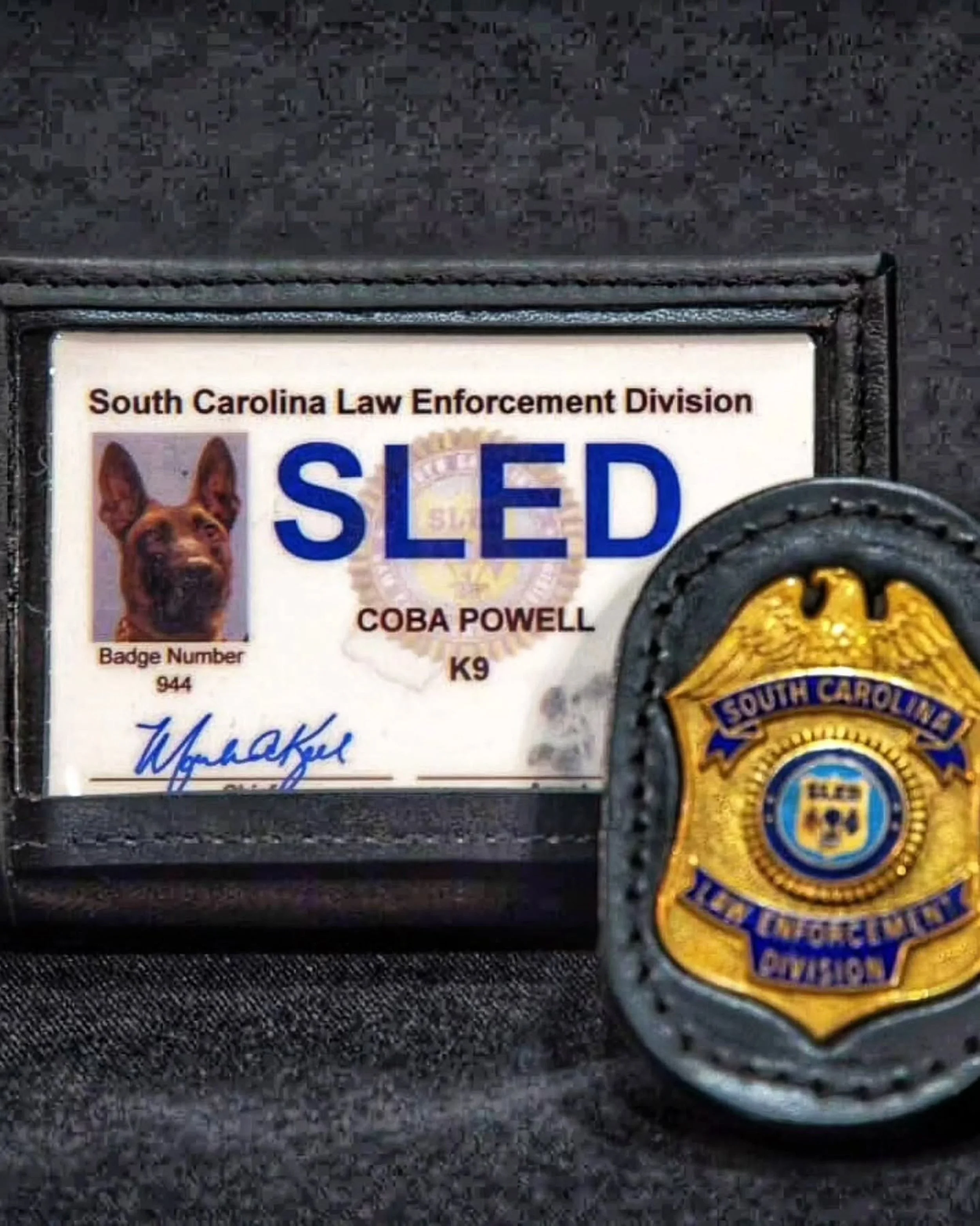 K9 Coba GWDC-09.jpg