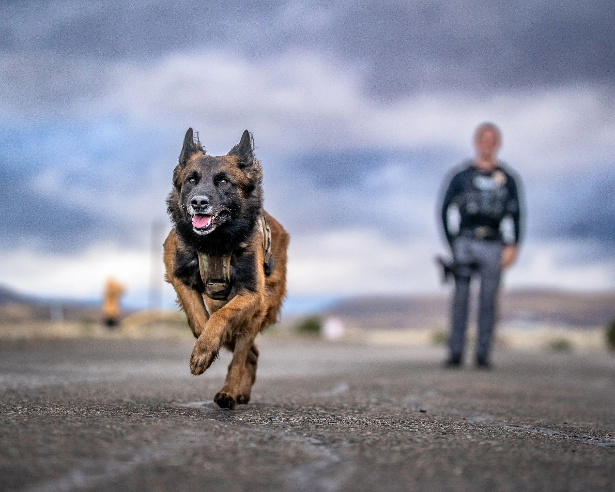 Global Working Dog Consortium-013.jpg