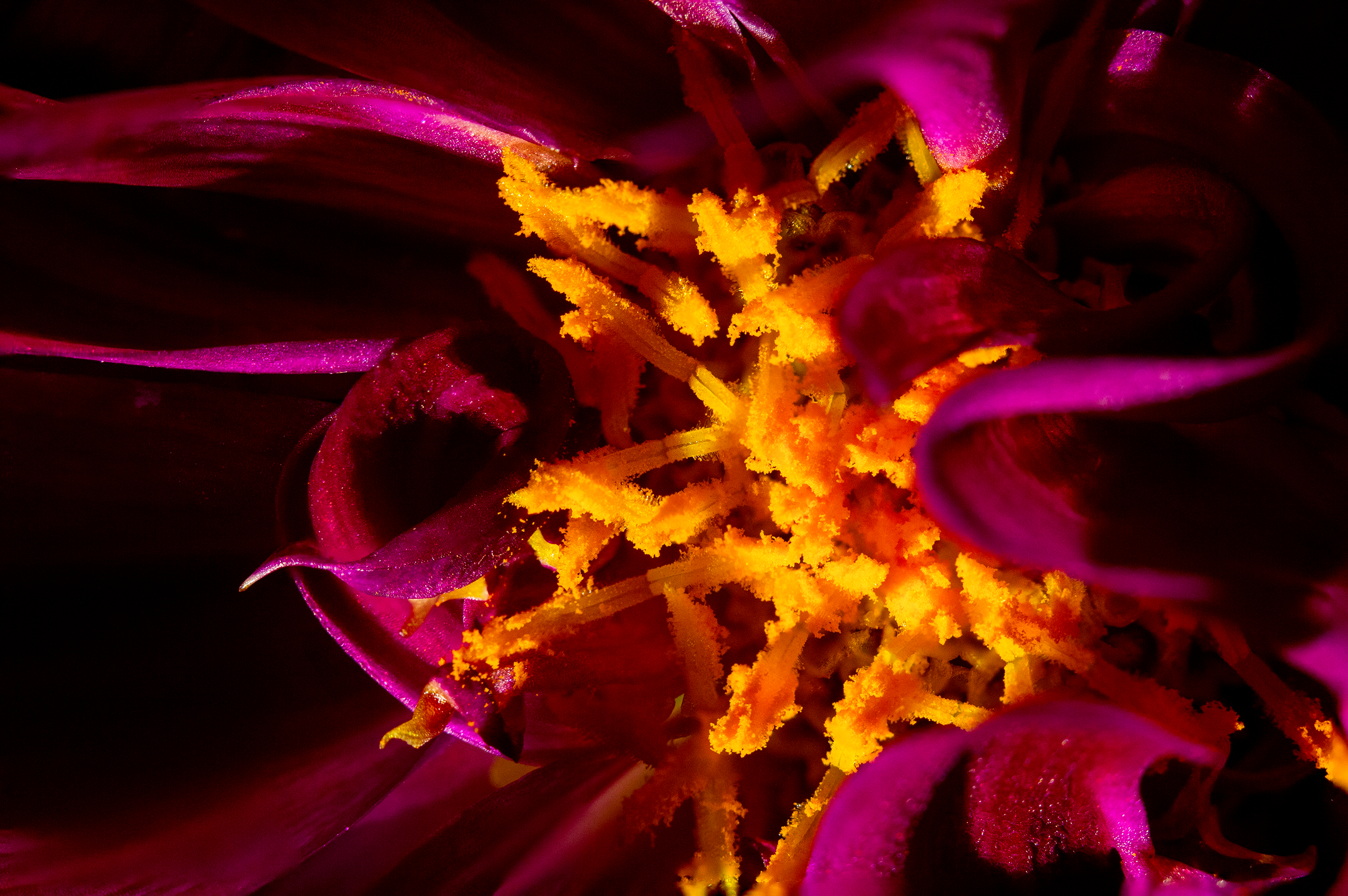 Close-up of yellow pollen on a flower’s stamen surrounded by purple petals.