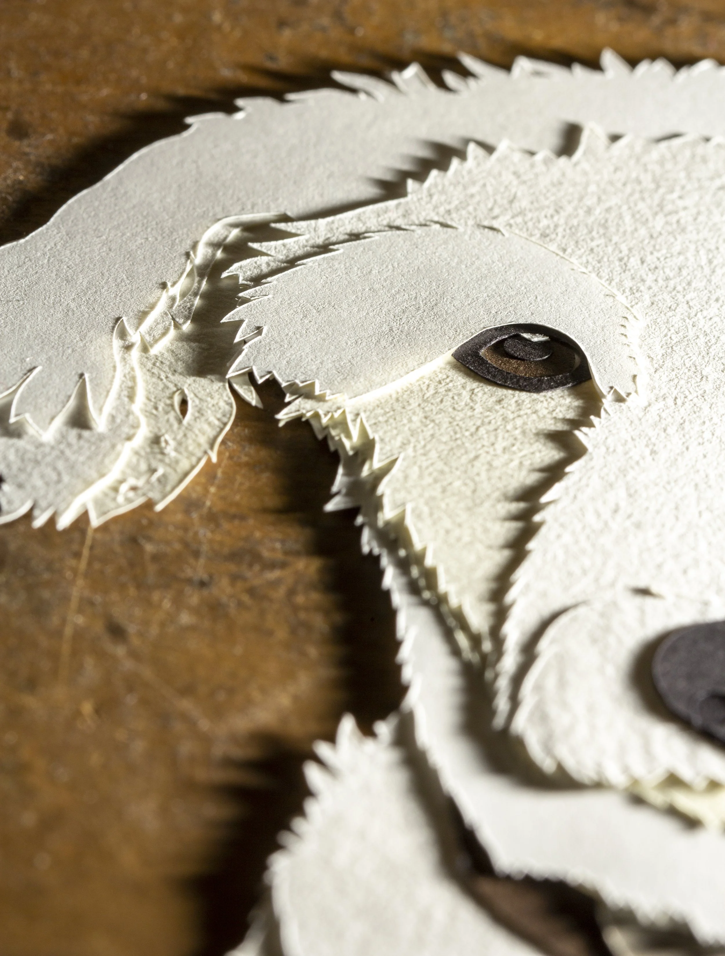 white dog left side of face.jpg