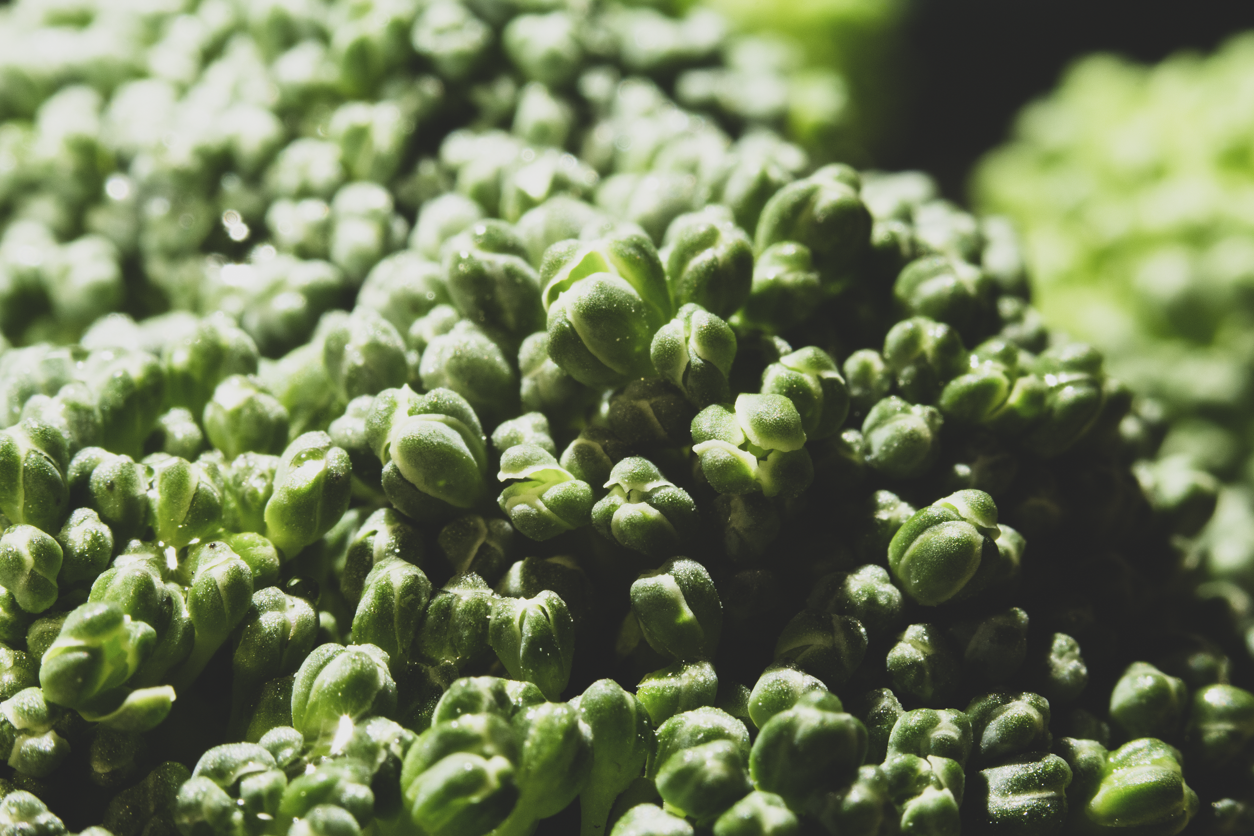 09-16 Broccoli Forest.png