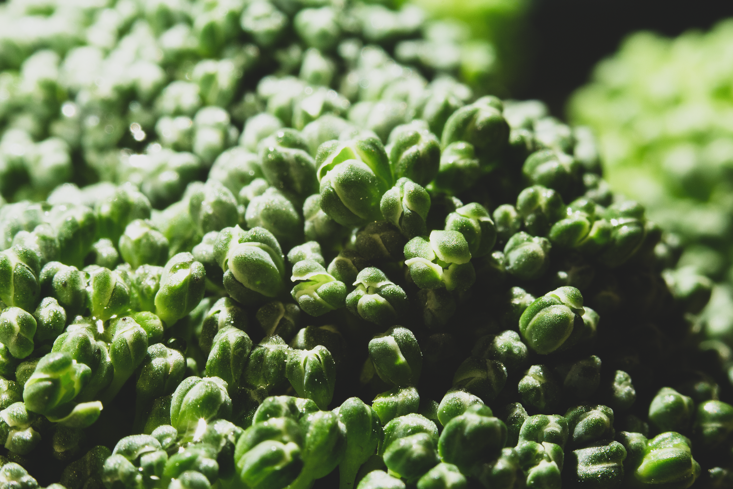 Macro close-up of fresh broccoli florets.