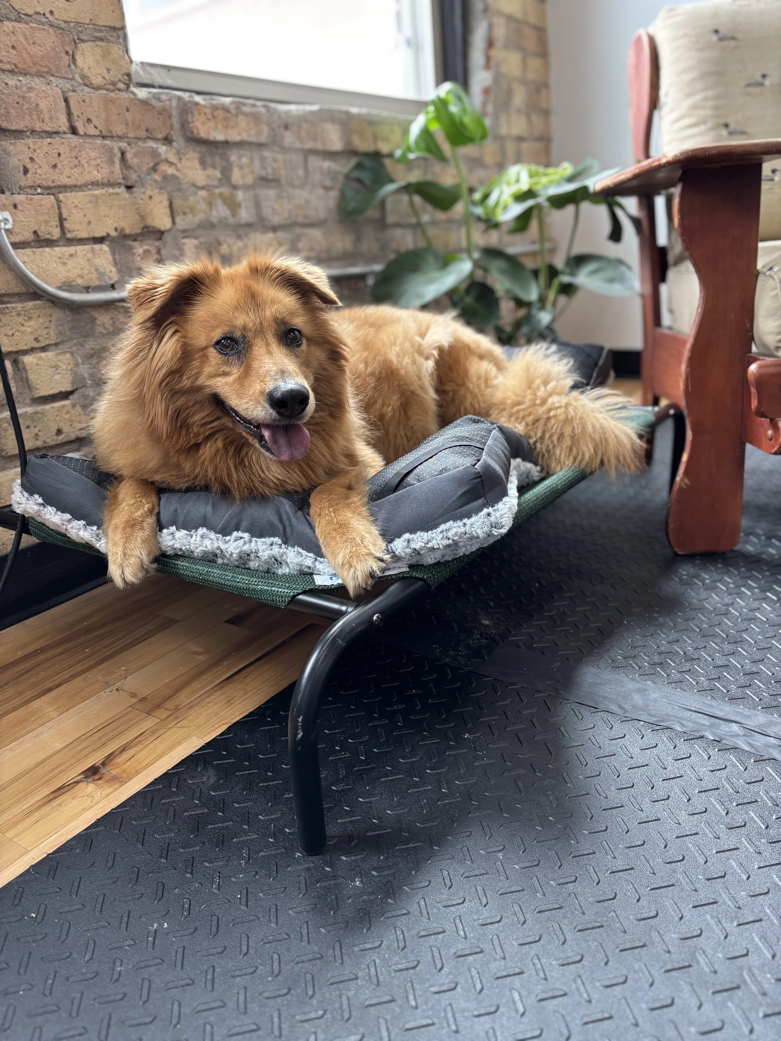 A happy brown dog with fluffy fur lying on a cushion on a pet bed, indoors near a brick wall, with a window and a green plant in the background.